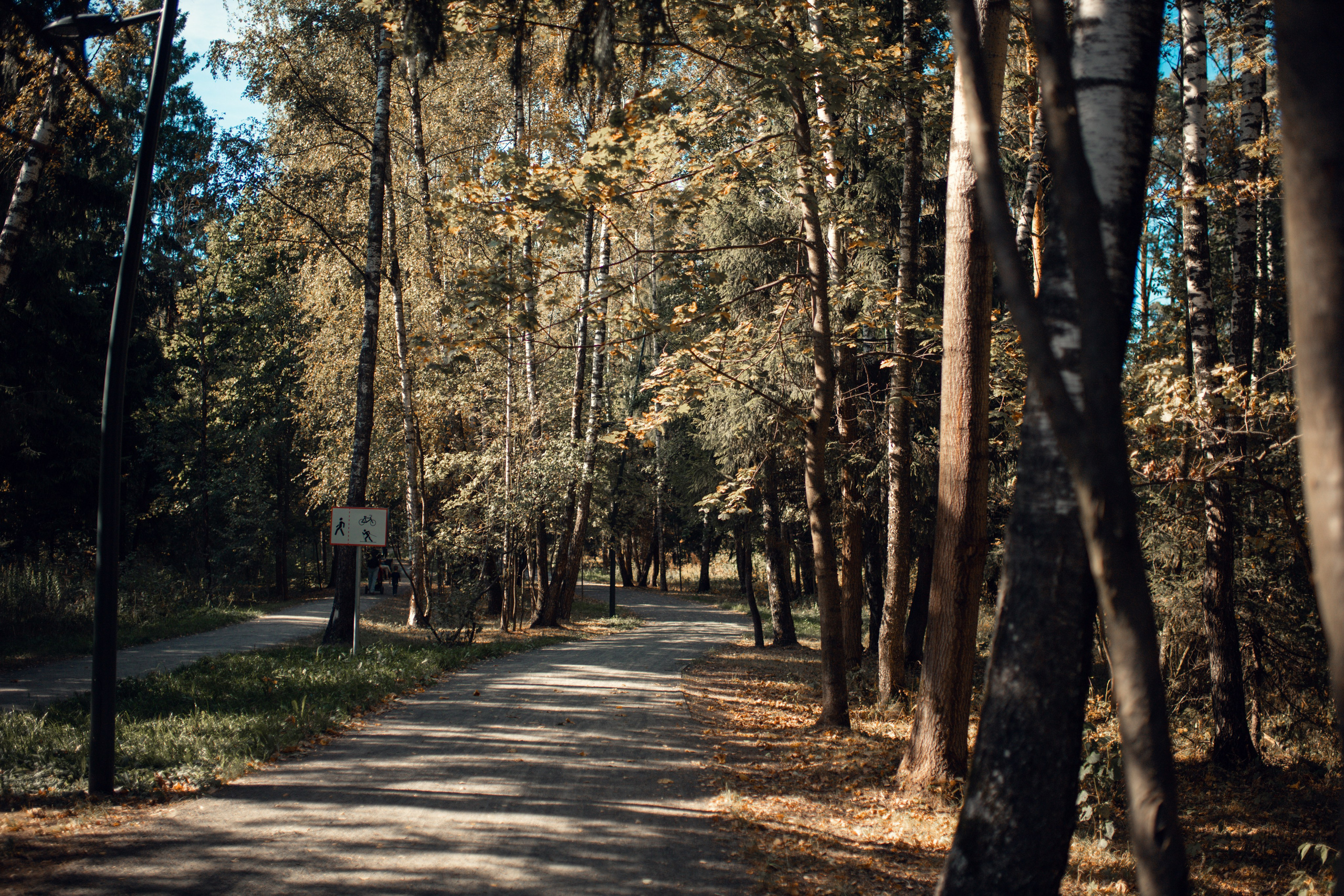 Обычная прогулка отца с детьми, Ольгинский лесопарк, Балашиха. Семейный фотограф в Москве и Балашихе Гайдарова Лена