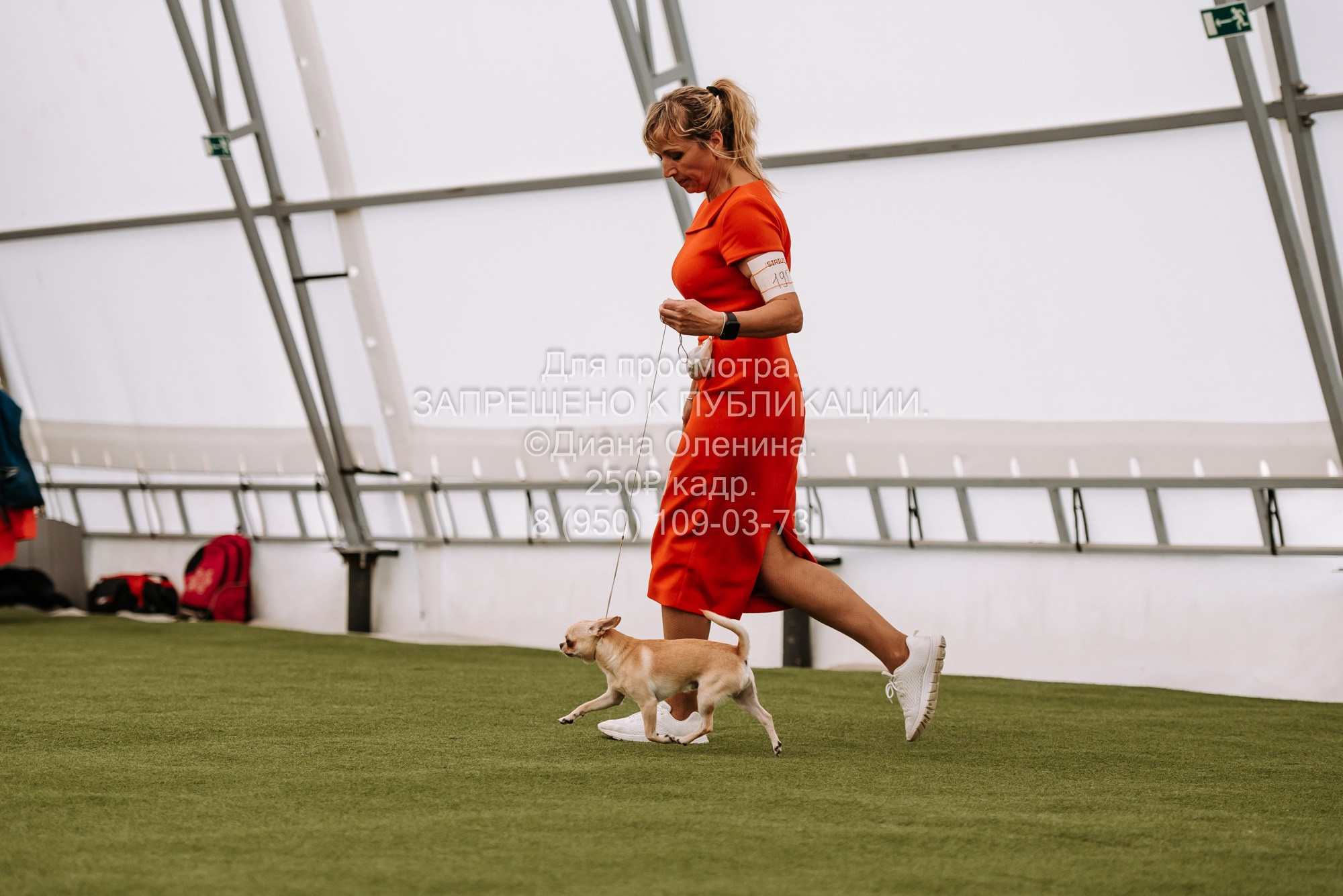 Выставка собак Красноярск 2.06. Фотограф Диана Оленина Красноярск / Братск