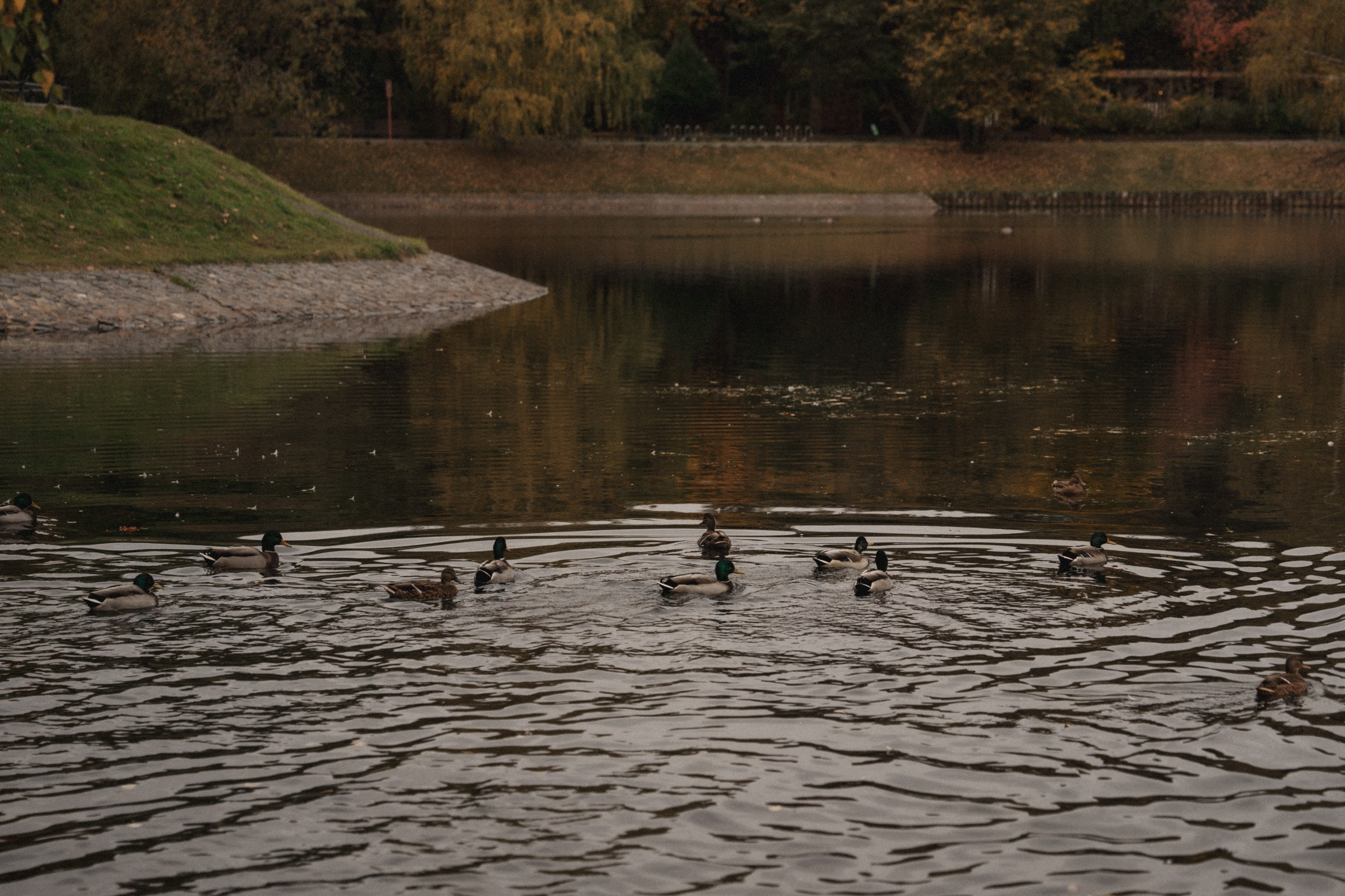 К ♡ А — Осень окутала нас яркими красками любви. Свадебный и портретный фотограф в Москве, Светлана Янковая