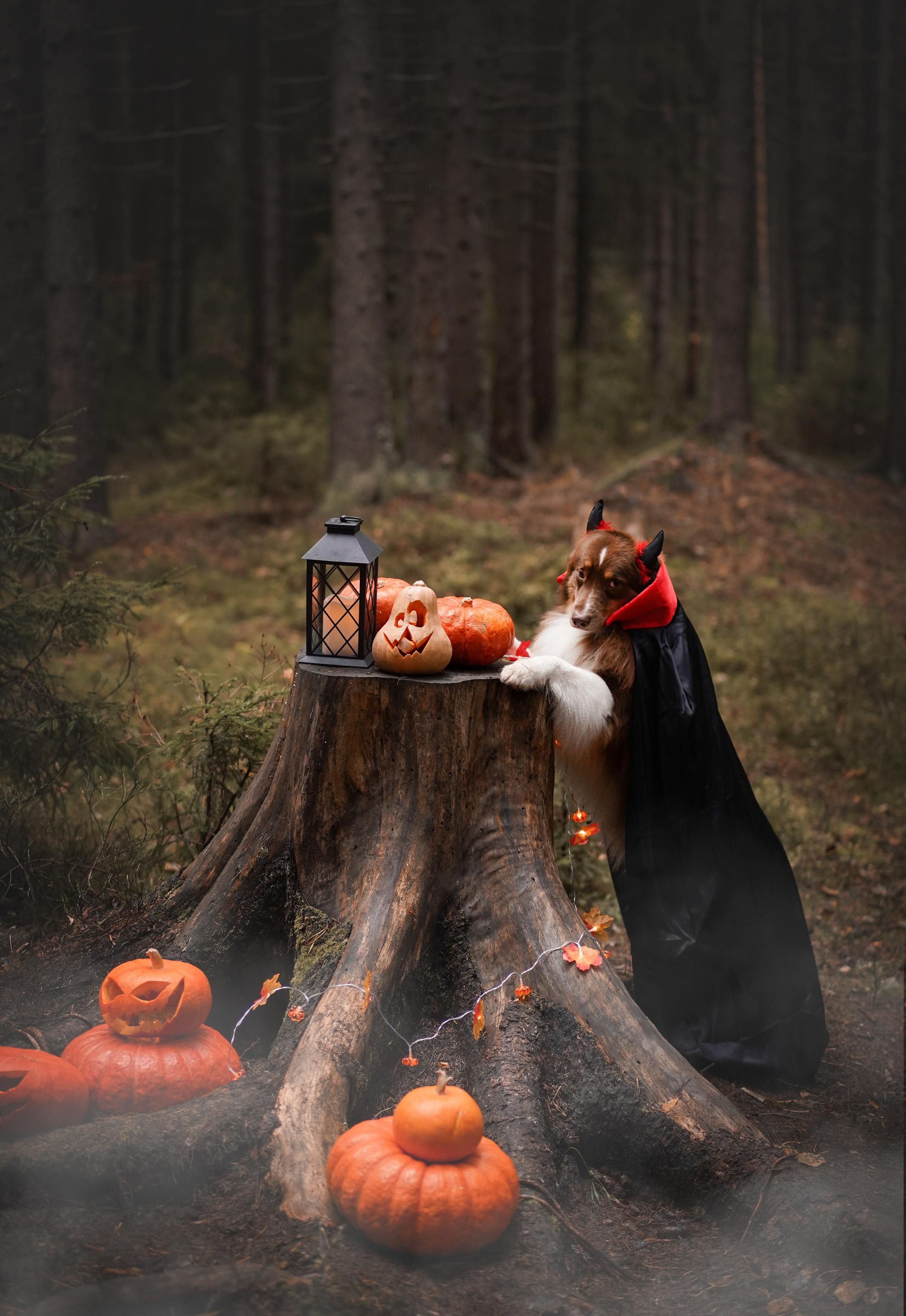 Аусси Хэллоуин 24. Фотограф-анималист в Санкт-Петербурге Яна Мартынова