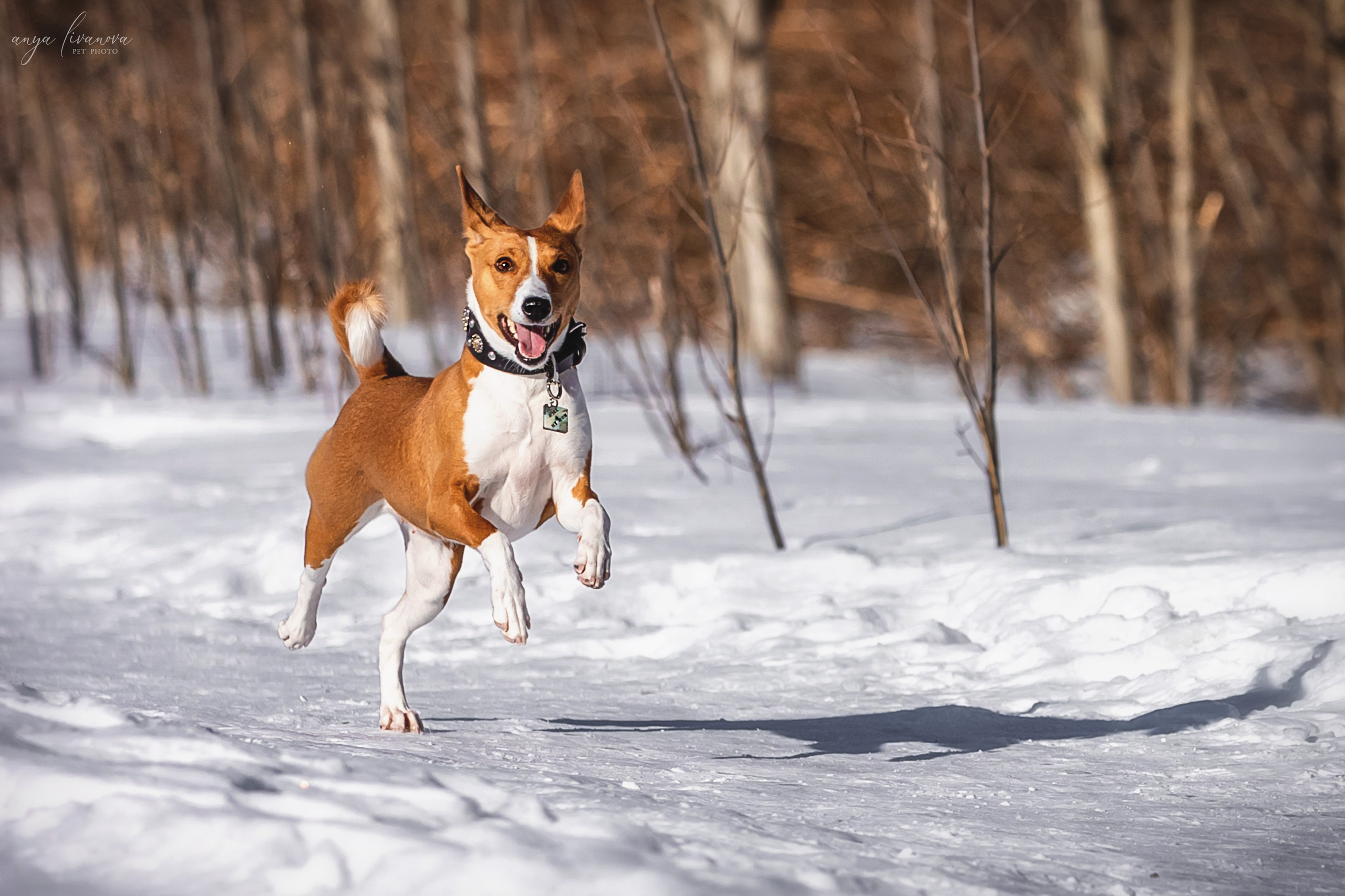 Одри и Ника. Фотограф анималист Аня Ливанова | Рыбинск