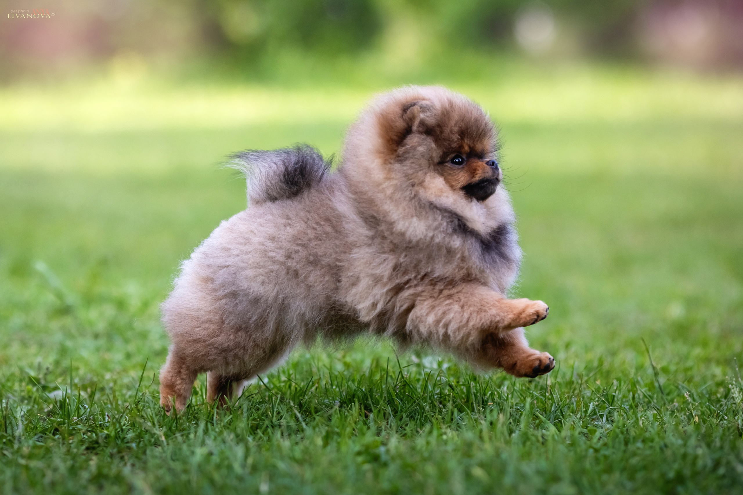 Шпицы. Фотограф анималист Аня Ливанова | Рыбинск