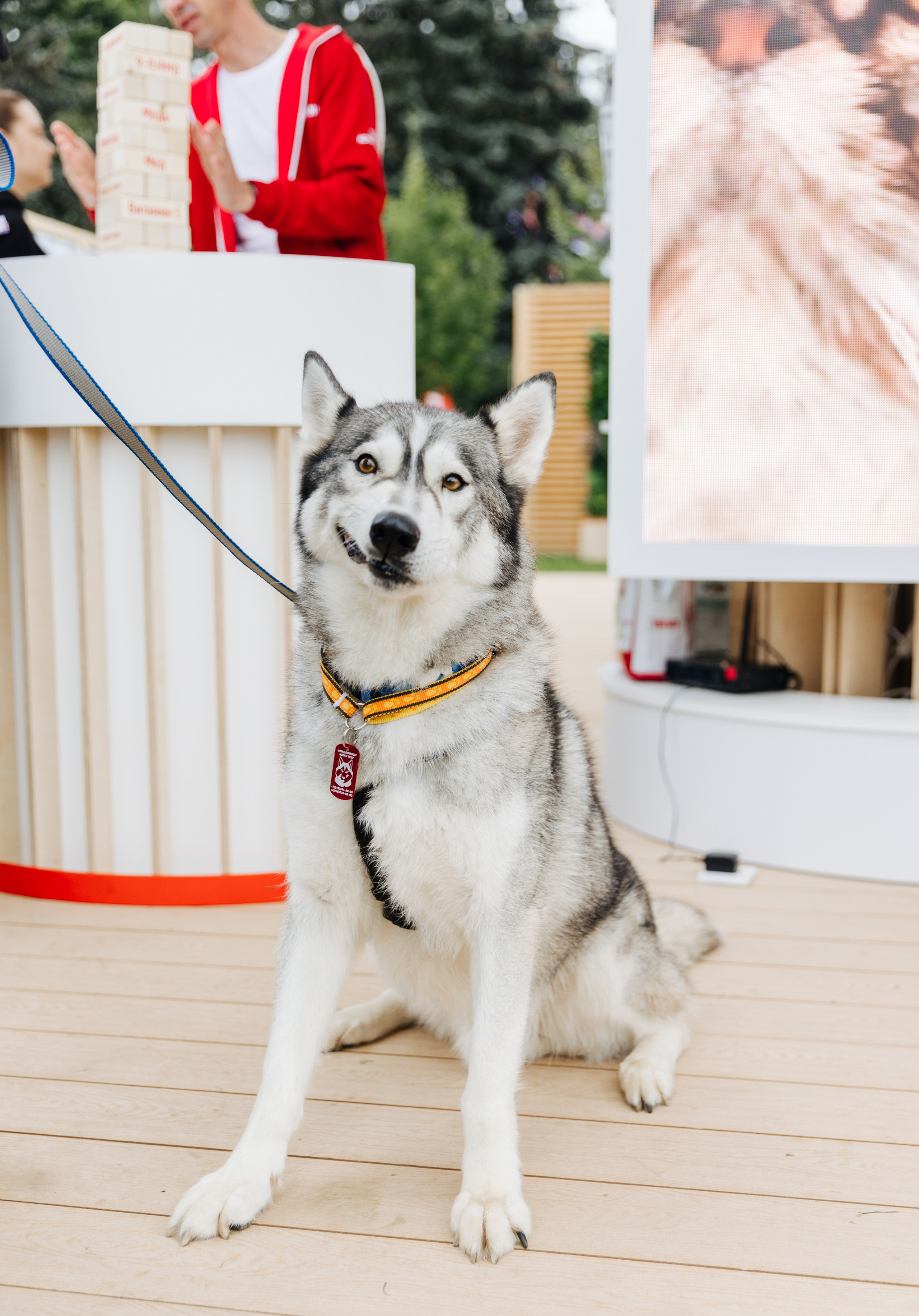 Хвостатый репортаж. Аксана Лисовская фотограф в Москве. Фотографии с характером