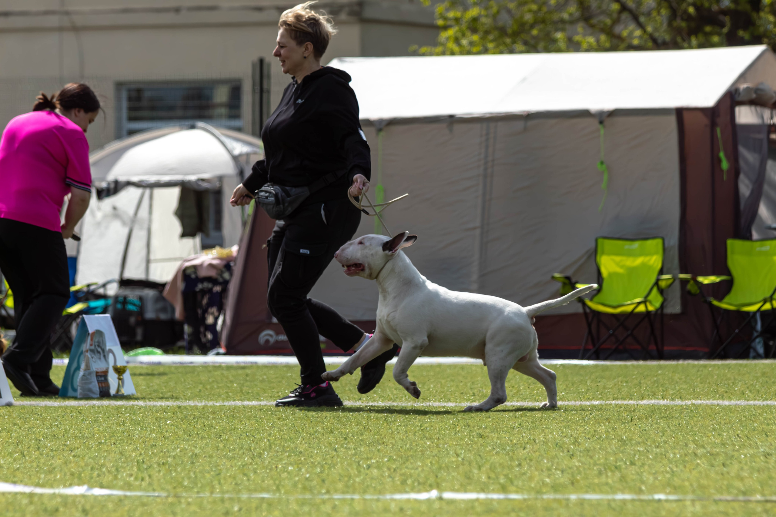 Выставка всех собак Тула 