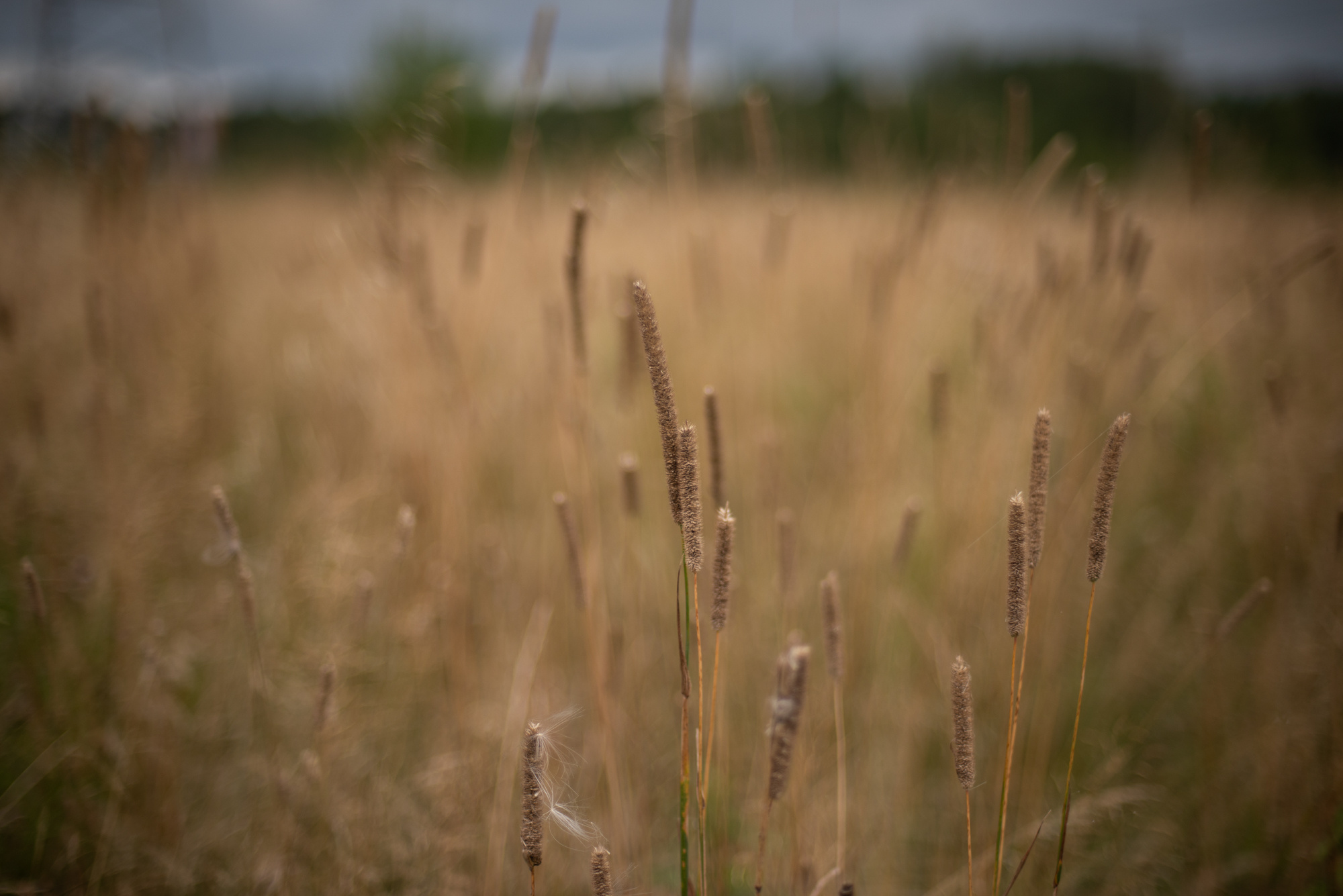 Любовь в полях. Портретный фотограф Белград Матвей Кармаков