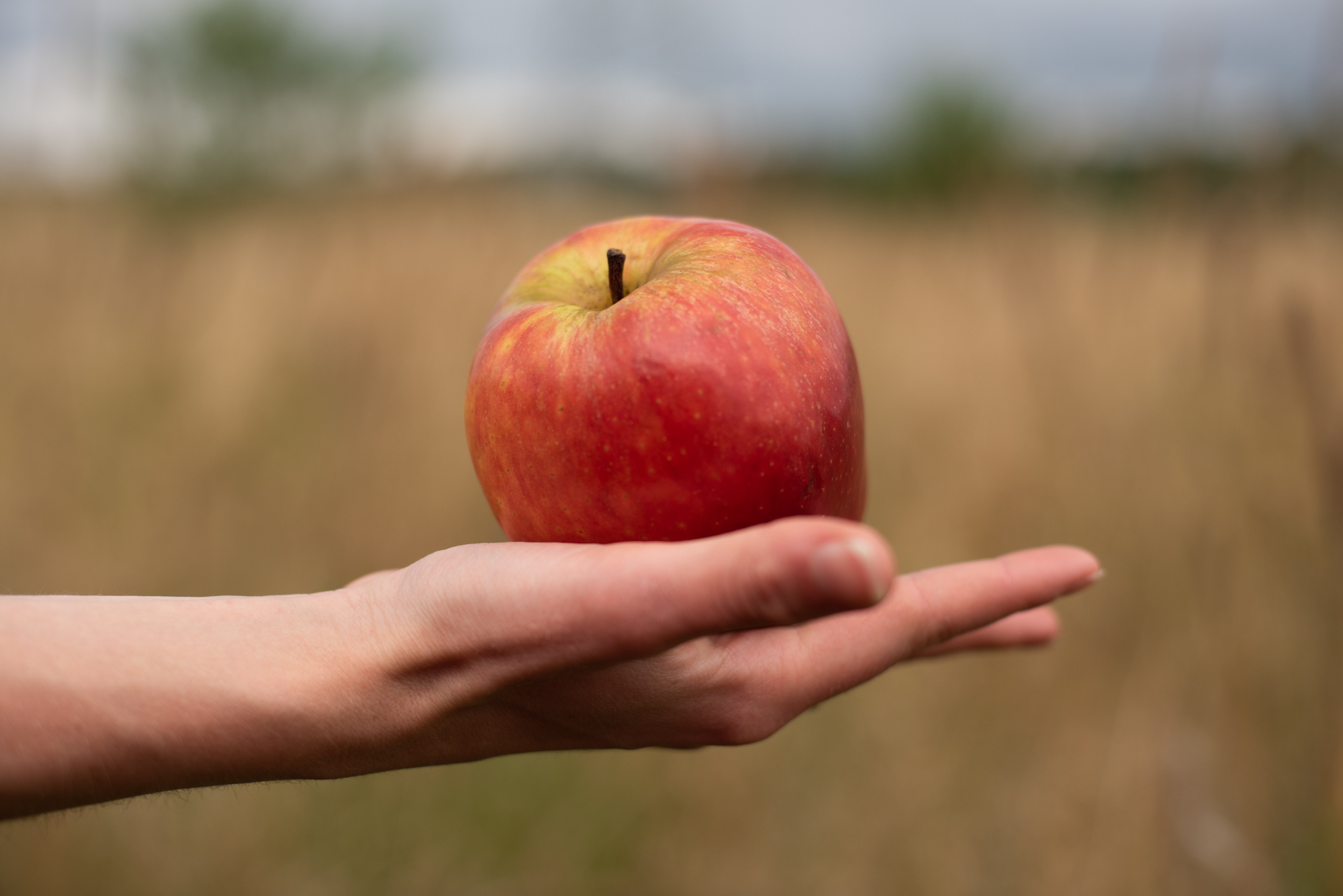 Любовь в полях. Портретный фотограф Белград Матвей Кармаков