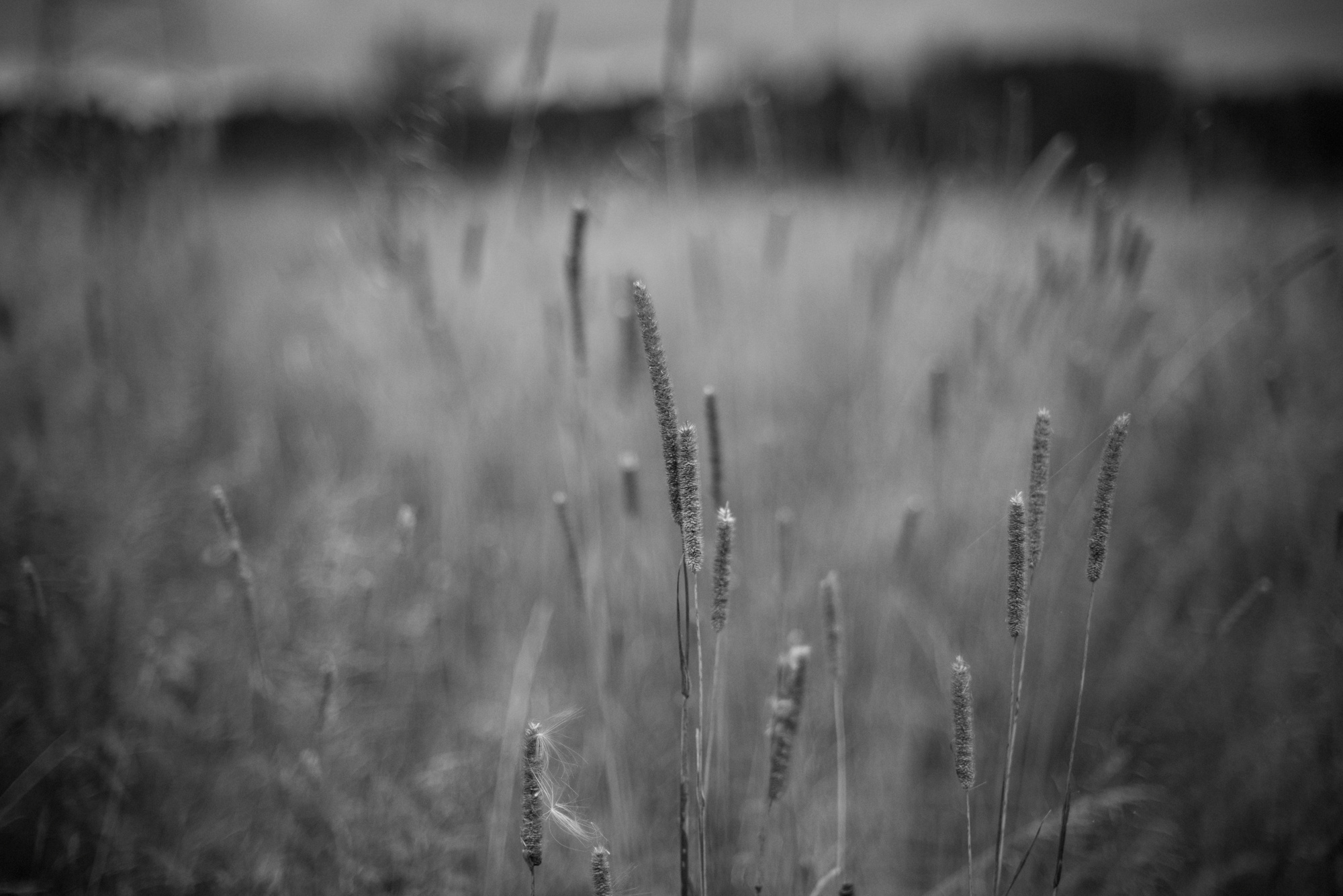 Любовь в полях. Портретный фотограф Белград Матвей Кармаков