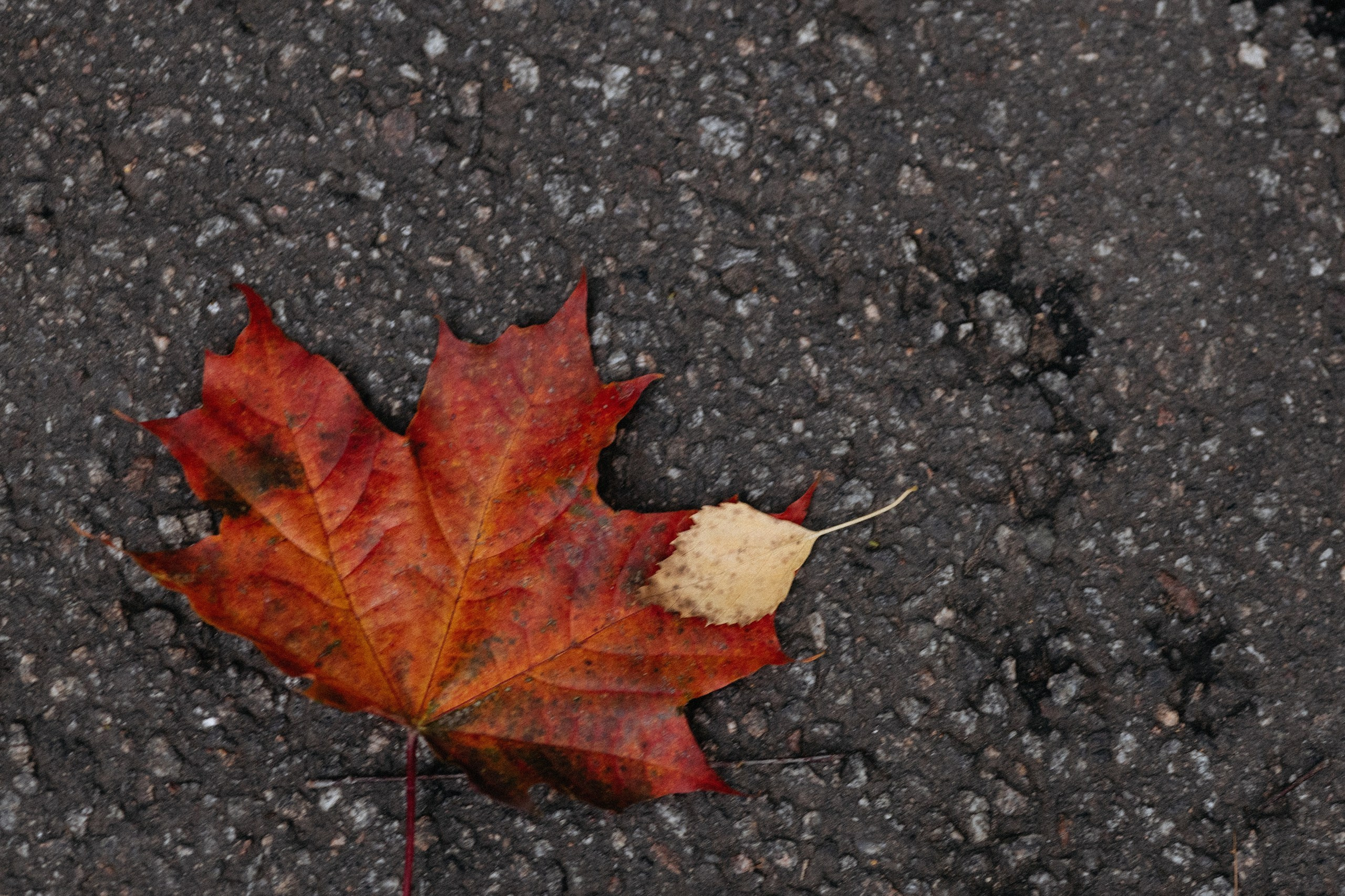 Богдан и мама 🤍. Вера Пьянцева семейный, свадебный и парный фотограф в Санкт-Петербурге