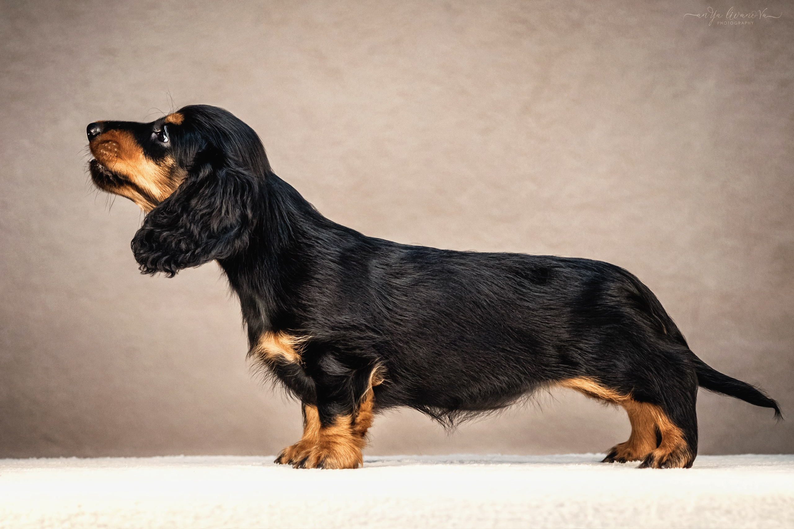 Таксята. Фотограф анималист Аня Ливанова | Рыбинск