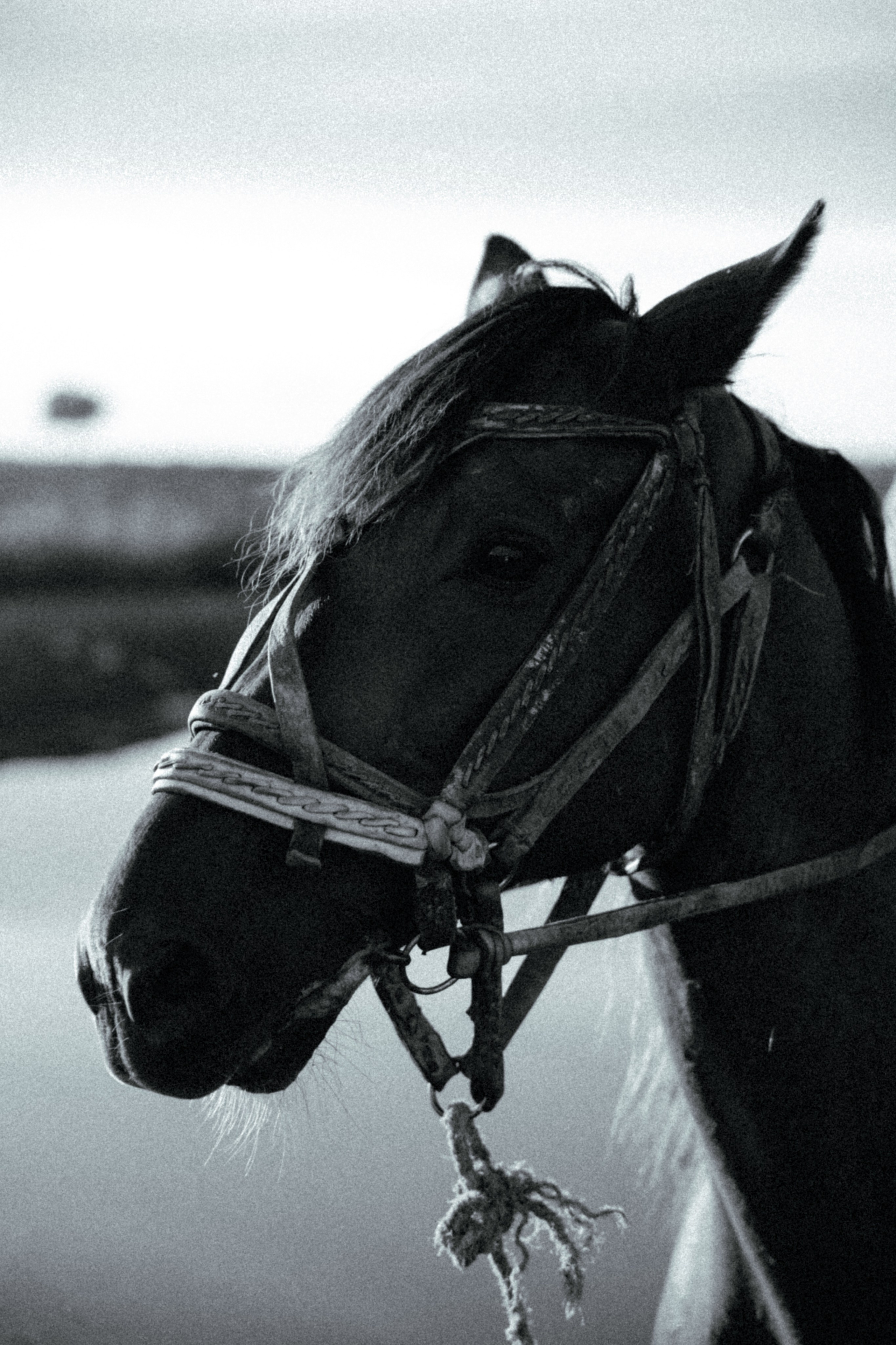 Д. Урасхан. Свадебный фотограф Виктория