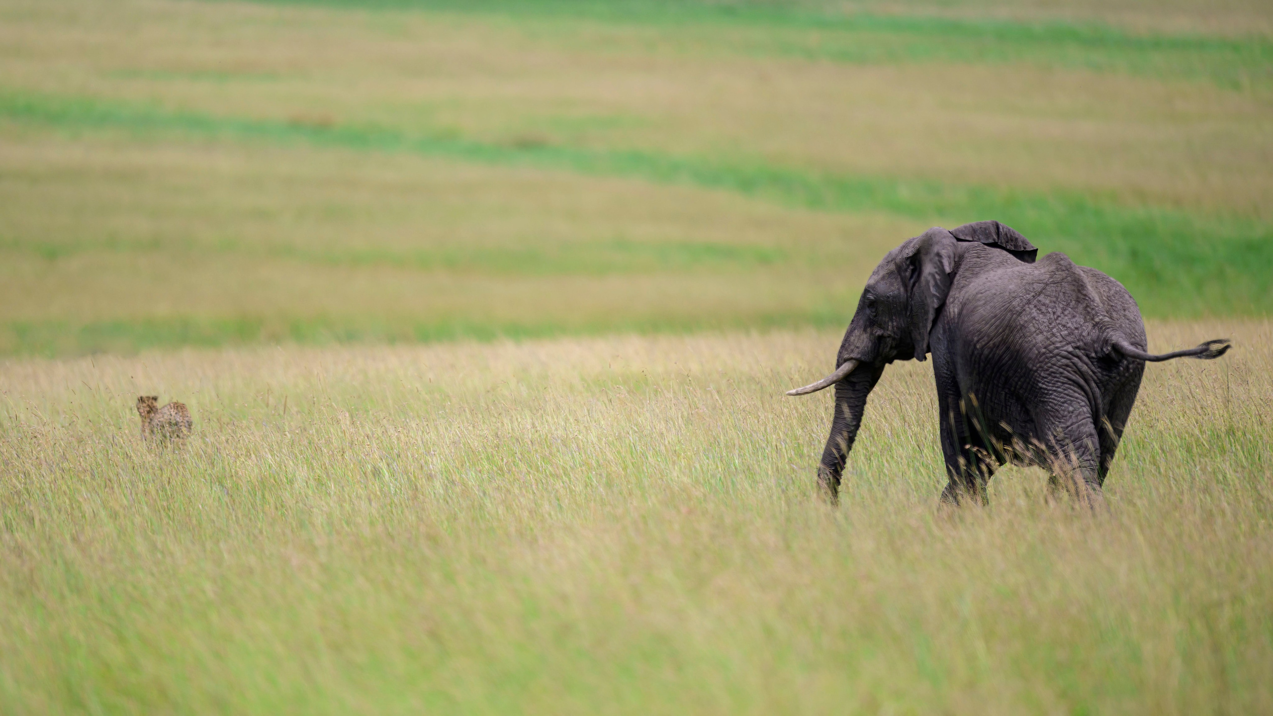 Кения. Wildlife photography by Sergey Puponin