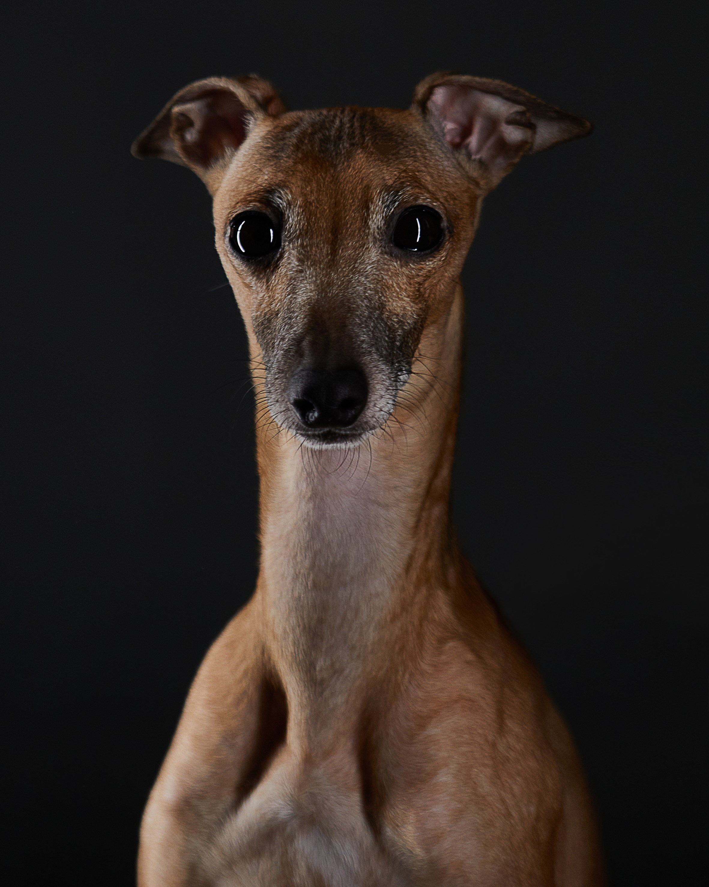 Pets Photography / Фотограф Собак