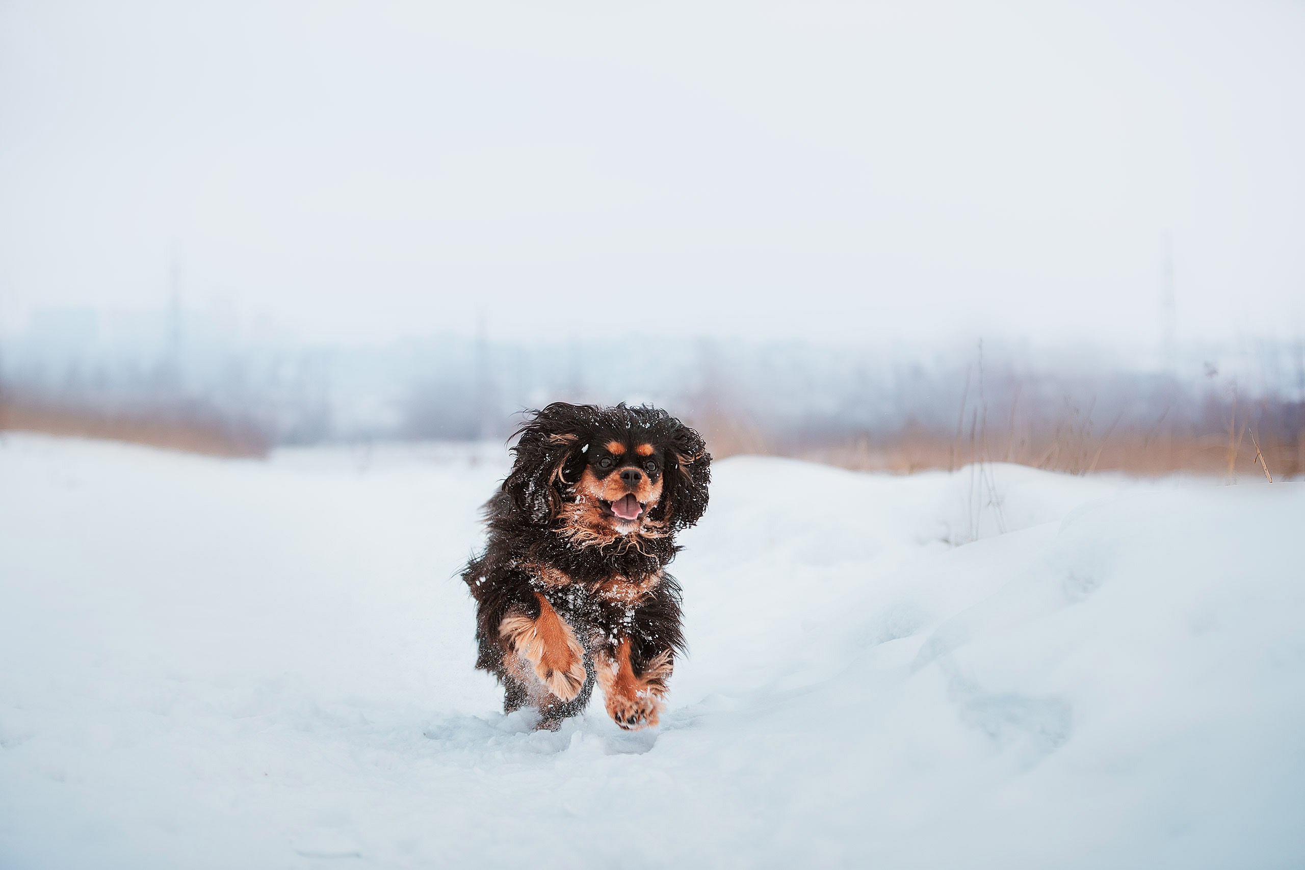 Спаниель Купер. Фотограф анималист Кузнецова Анна Нижний Новгород
