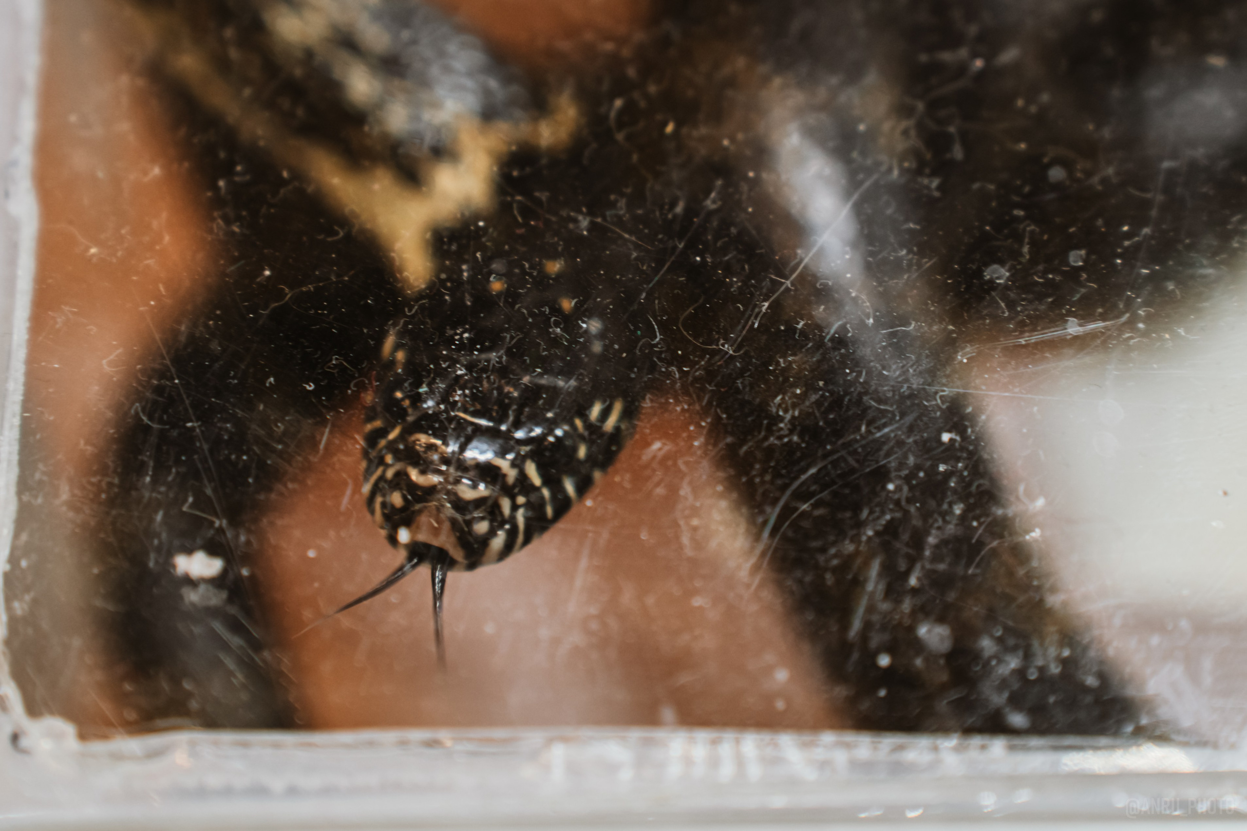 Рептилиум. Репортажный фотограф Анастасия Рубцова