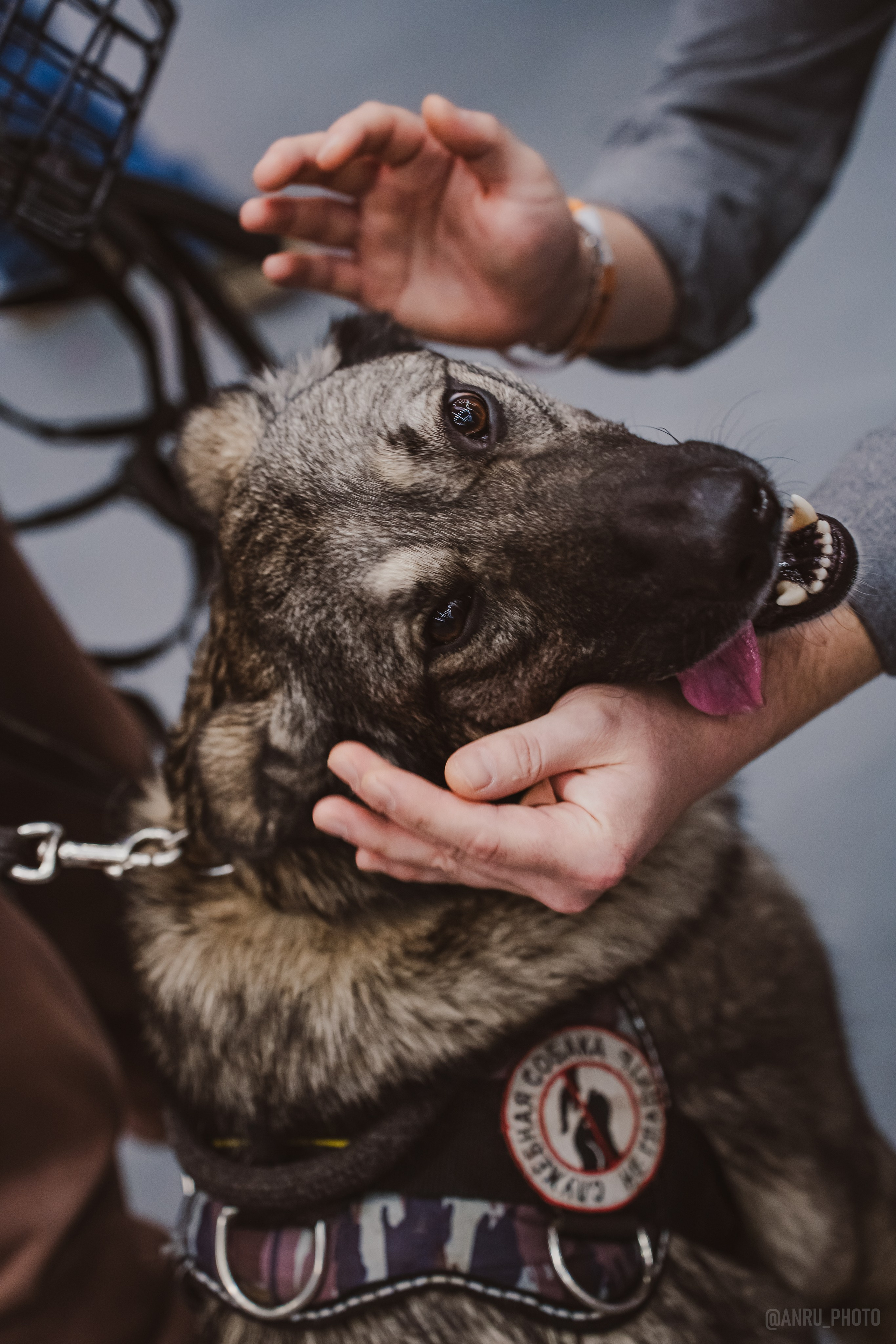 Fox Family fest. Репортажный фотограф Анастасия Рубцова