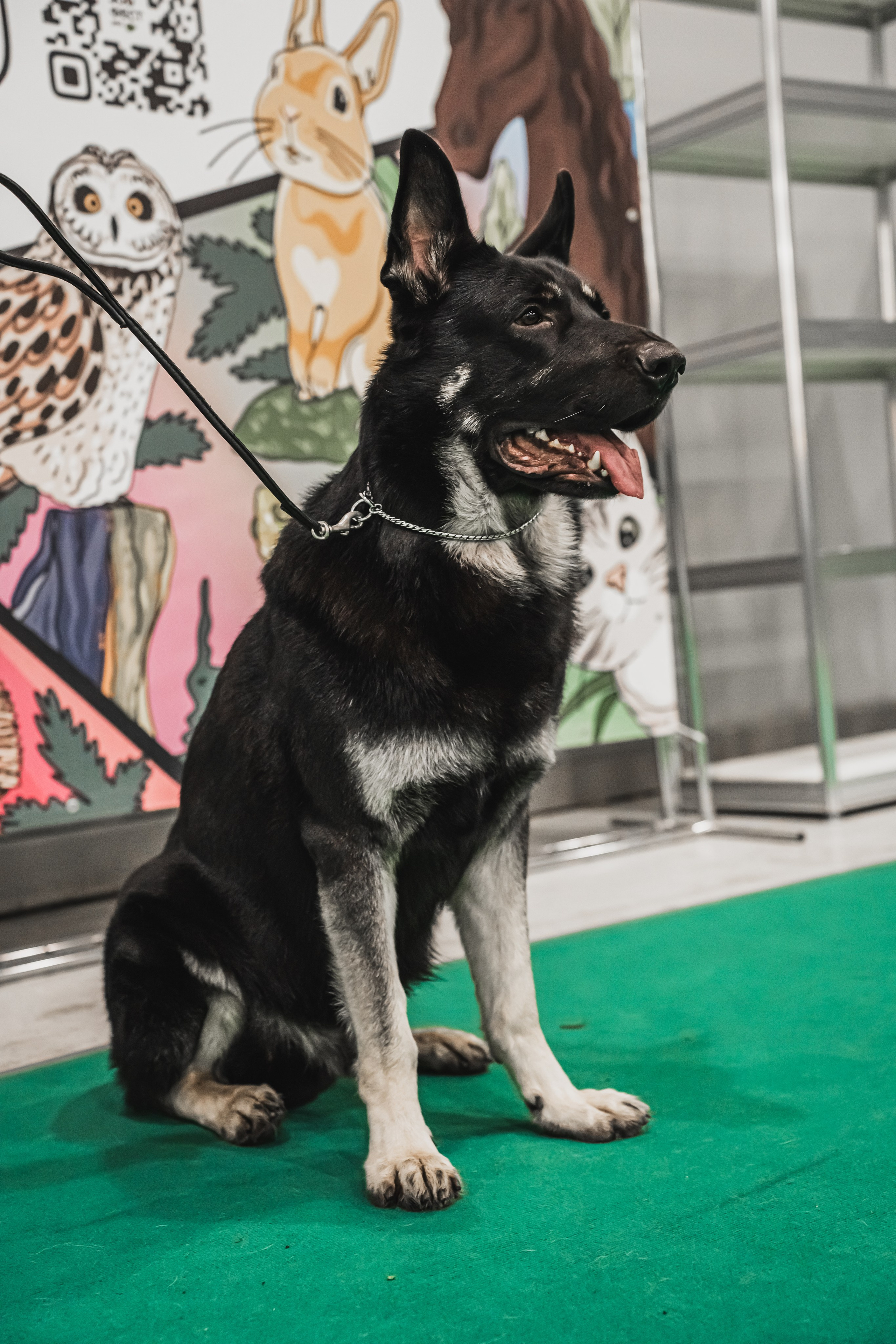 Международная выставка собак всех пород. Репортажный фотограф Анастасия Рубцова