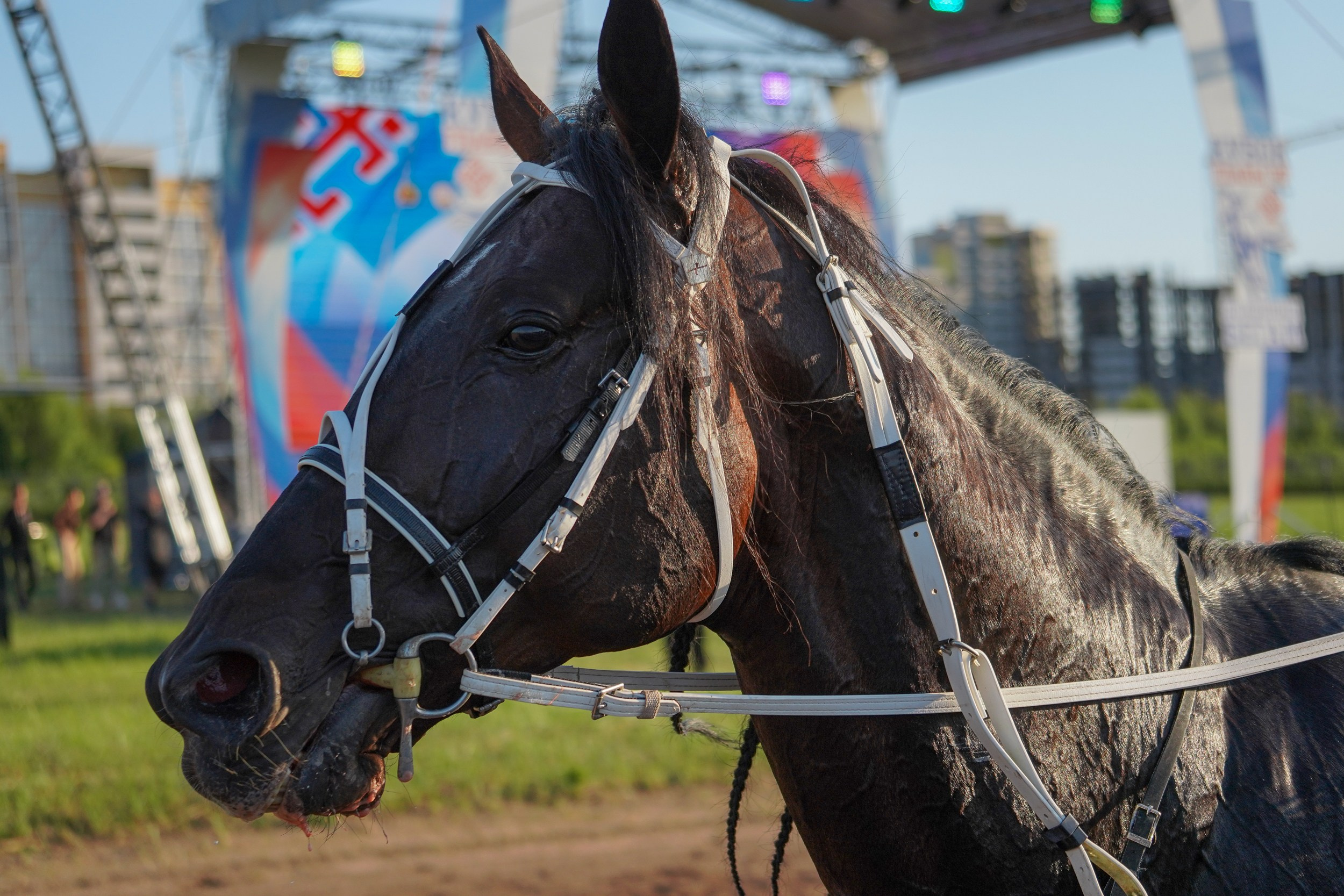 III конные бега на Кубок Главы Чувашии. Фотограф-анималист, портретный фотограф в Чебоксарах Мария Садыкова