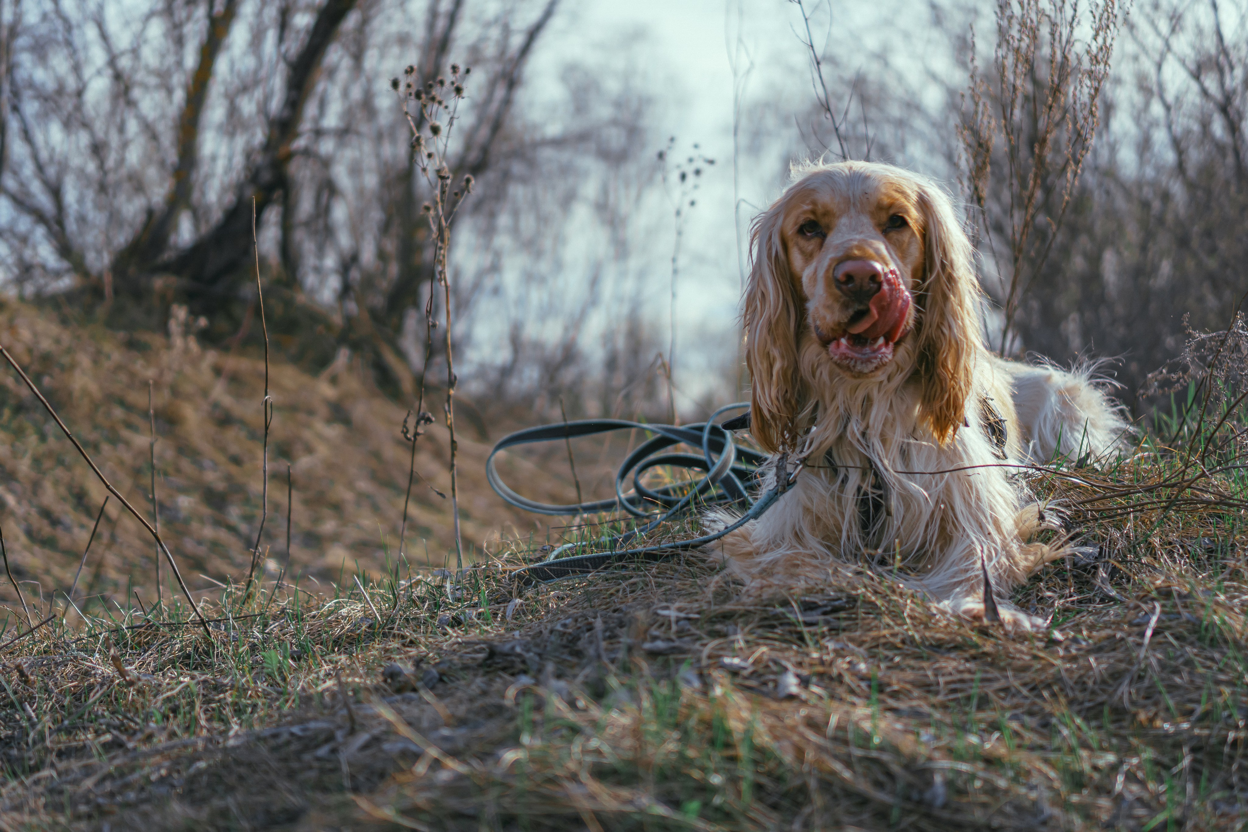 Лютик. Фотограф в Кстово и Нижнем Новгороде KOLOSOK