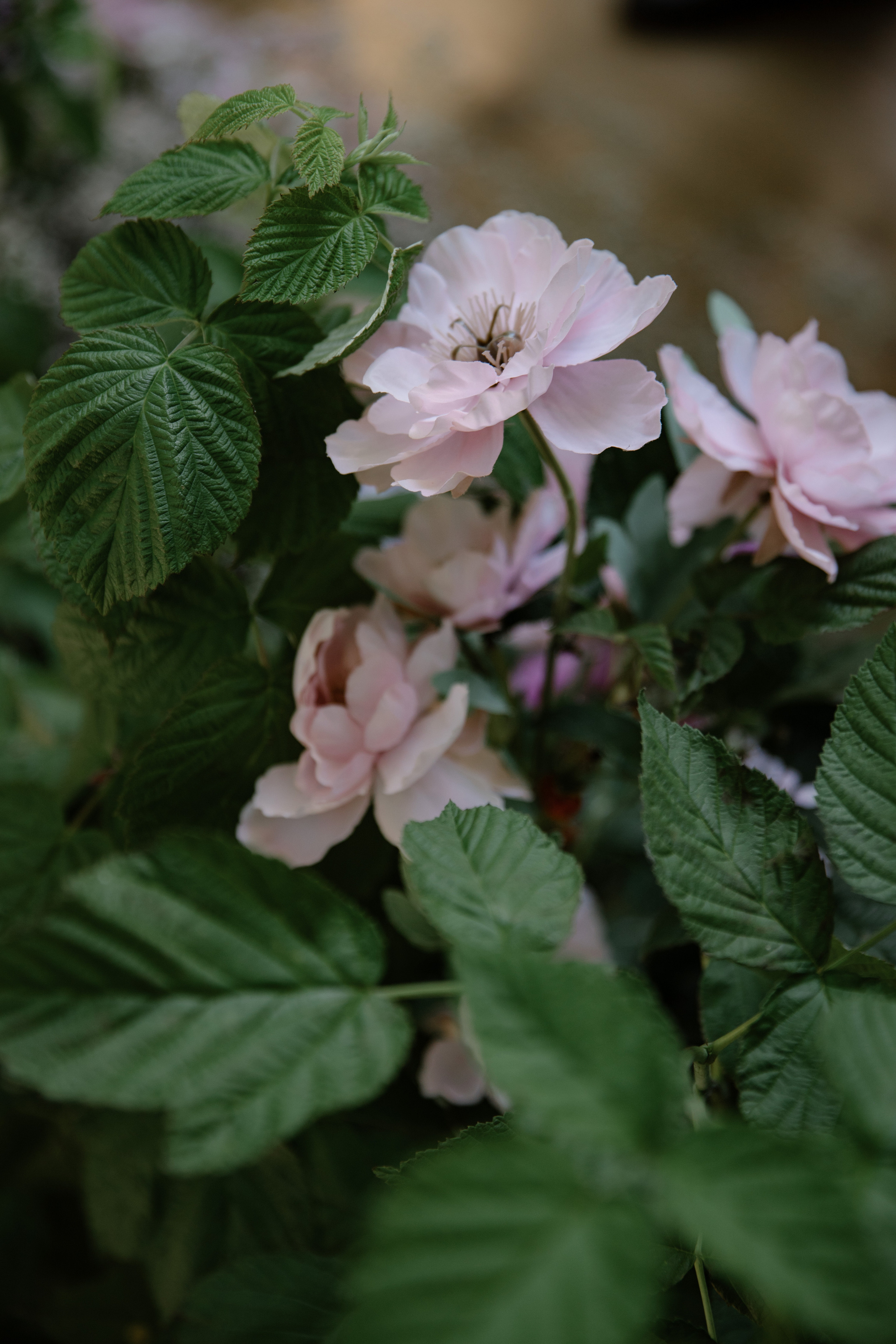 Даша и Леша | 12.08. Портретный и свадебный фотограф в Москве Алина Гевал