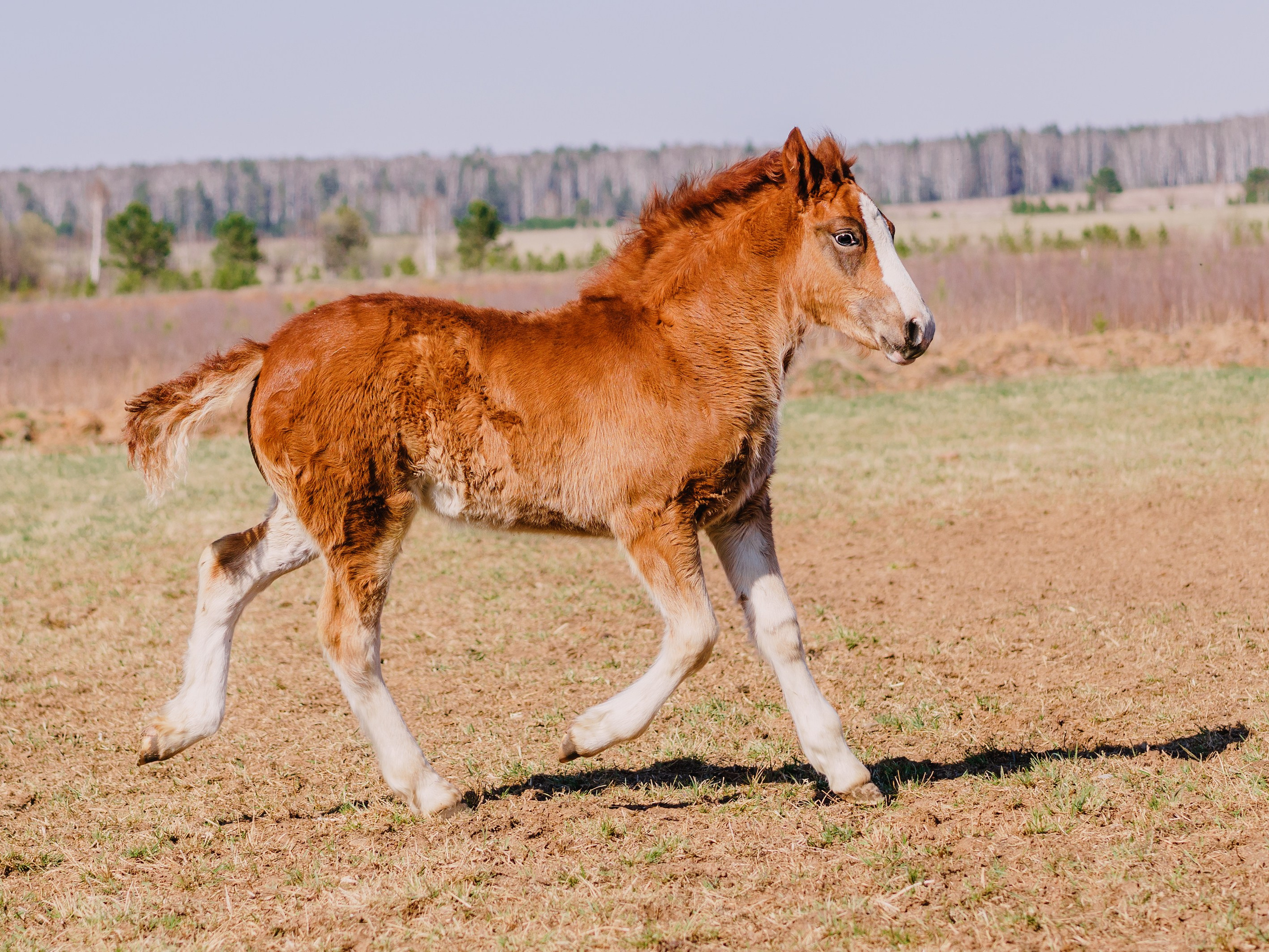 Life with horse. Saamill