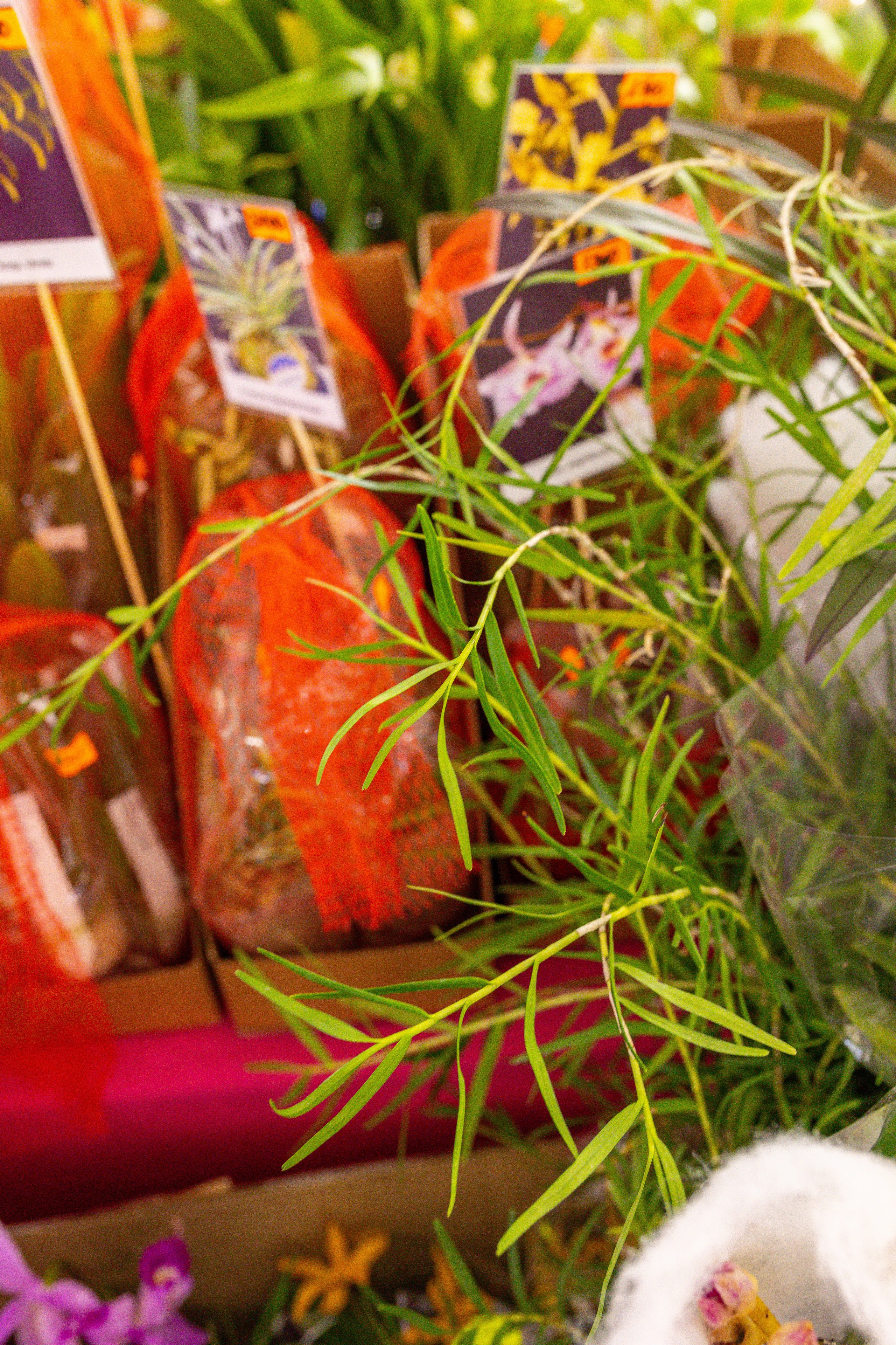 Орхидиум сентябрь 2025. Александра Куликова фотограф, Москва