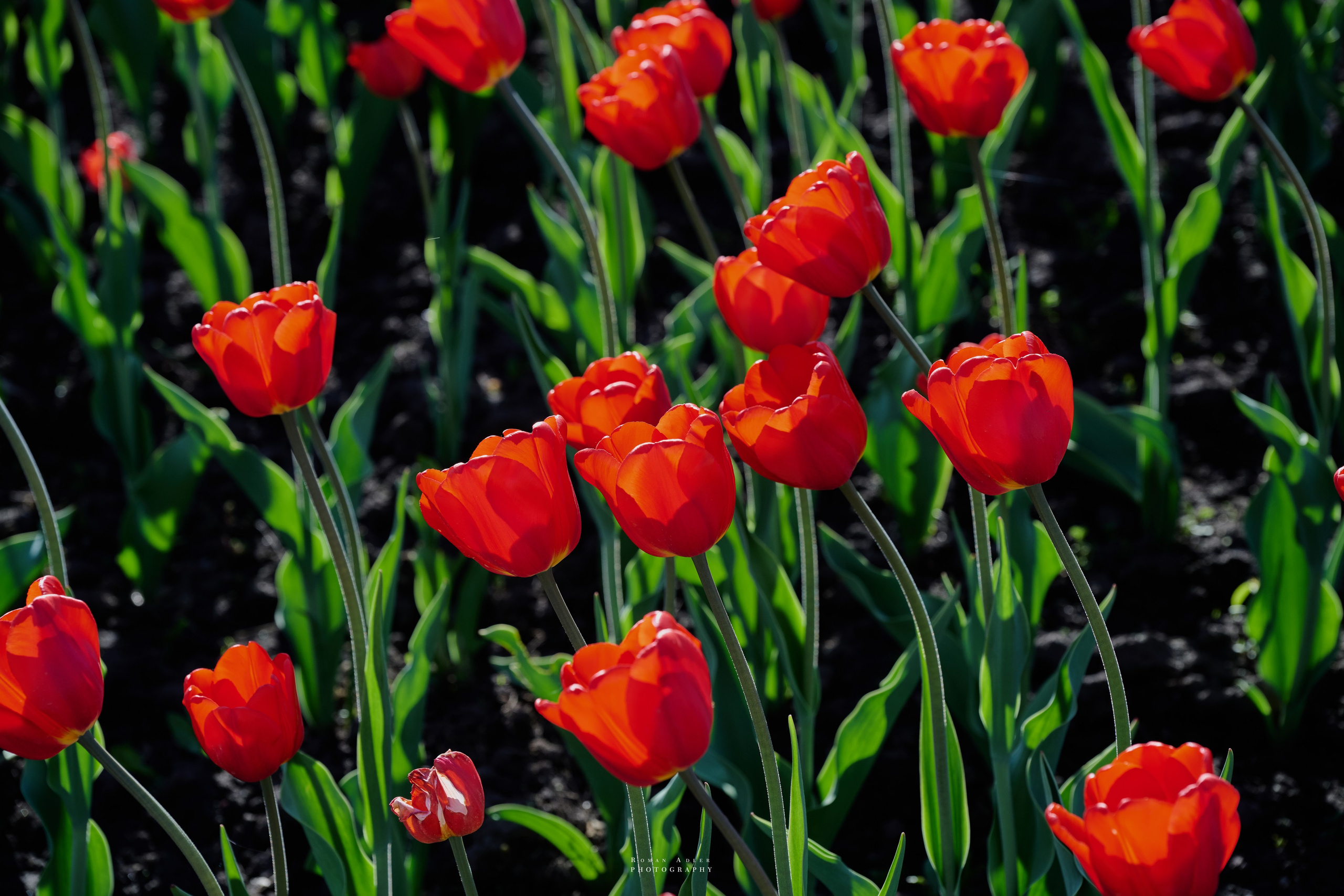 Орел. Апрель 2024. Фотограф Роман Адлер