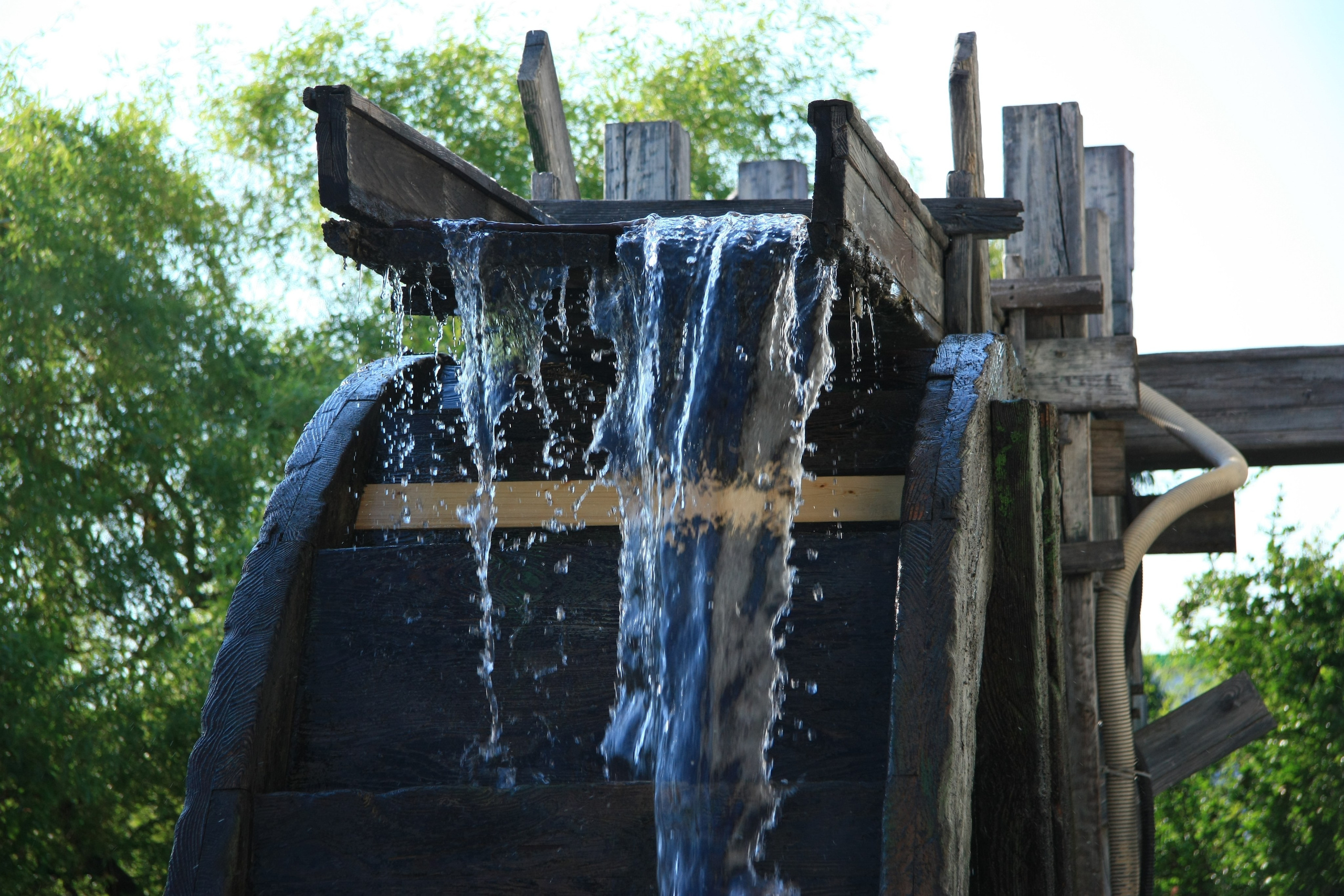 Первые кадры. Сочи — парк. Фотограф Роман Адлер