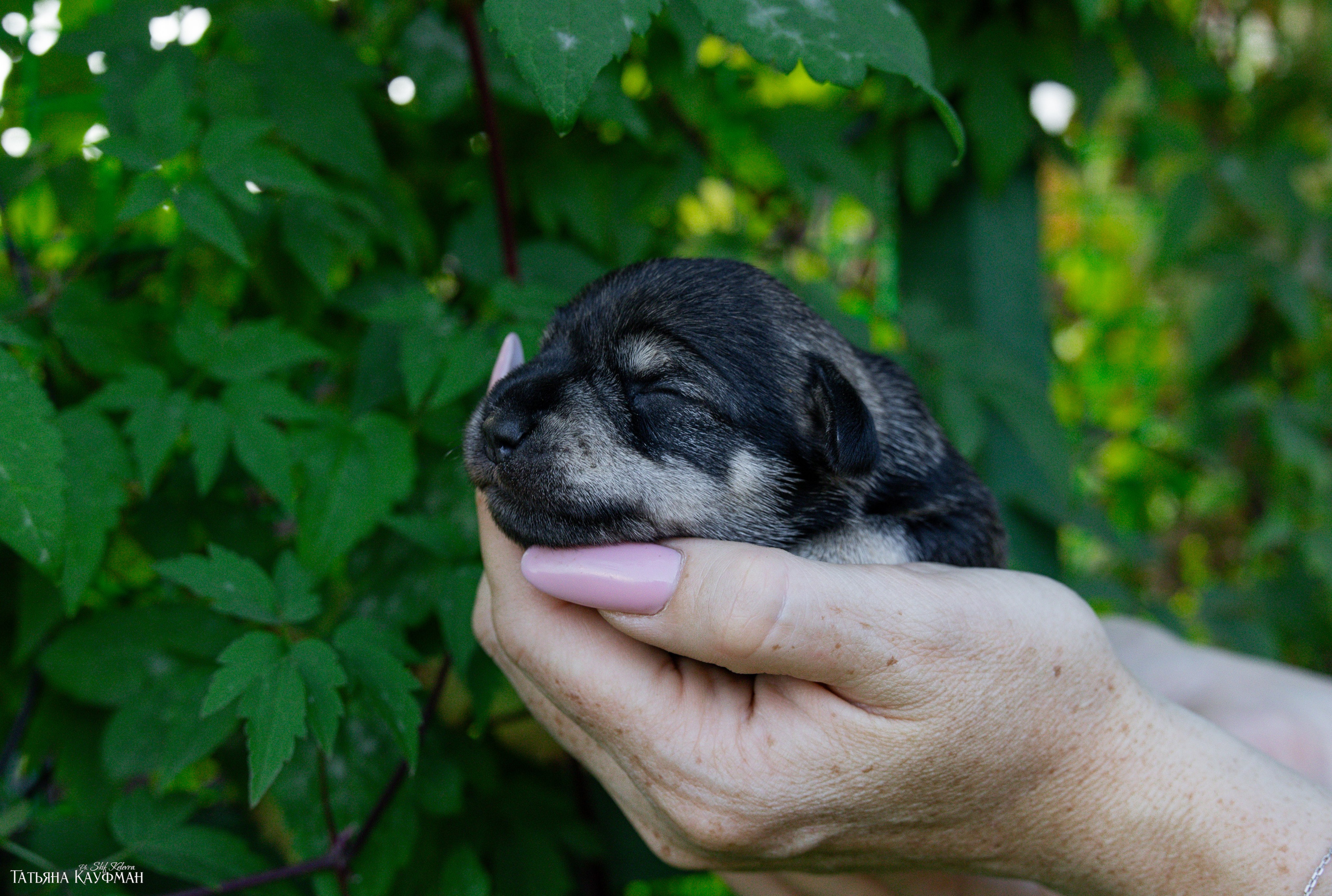 цвергшнауцер, щенки цвергшнауцера, цверг, купить щенка, щенки Новосибирск, фотограф Анималист, фотосъемка собак, фотосессия щенков