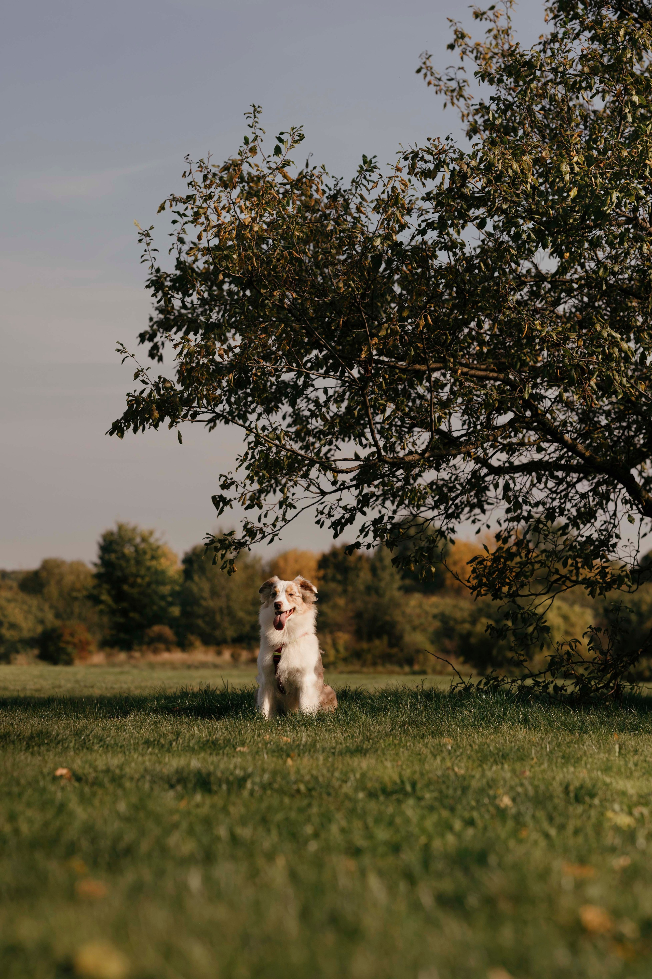 Дженни. Фотограф- анималист Александра Матвеева