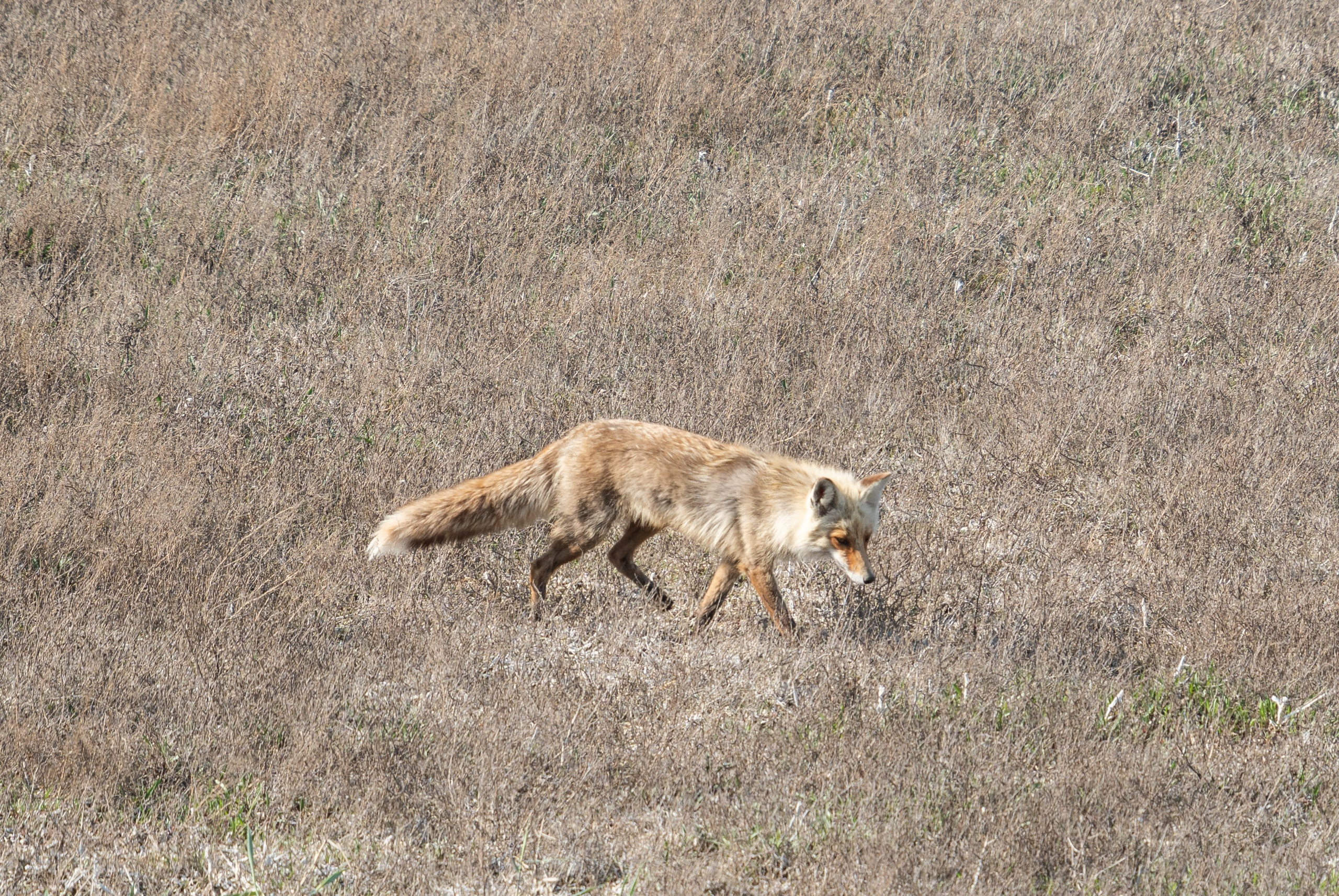 Фотосъемка животных и птиц. Интерьерный и архитектурный фотограф в Москве Панова Ольга