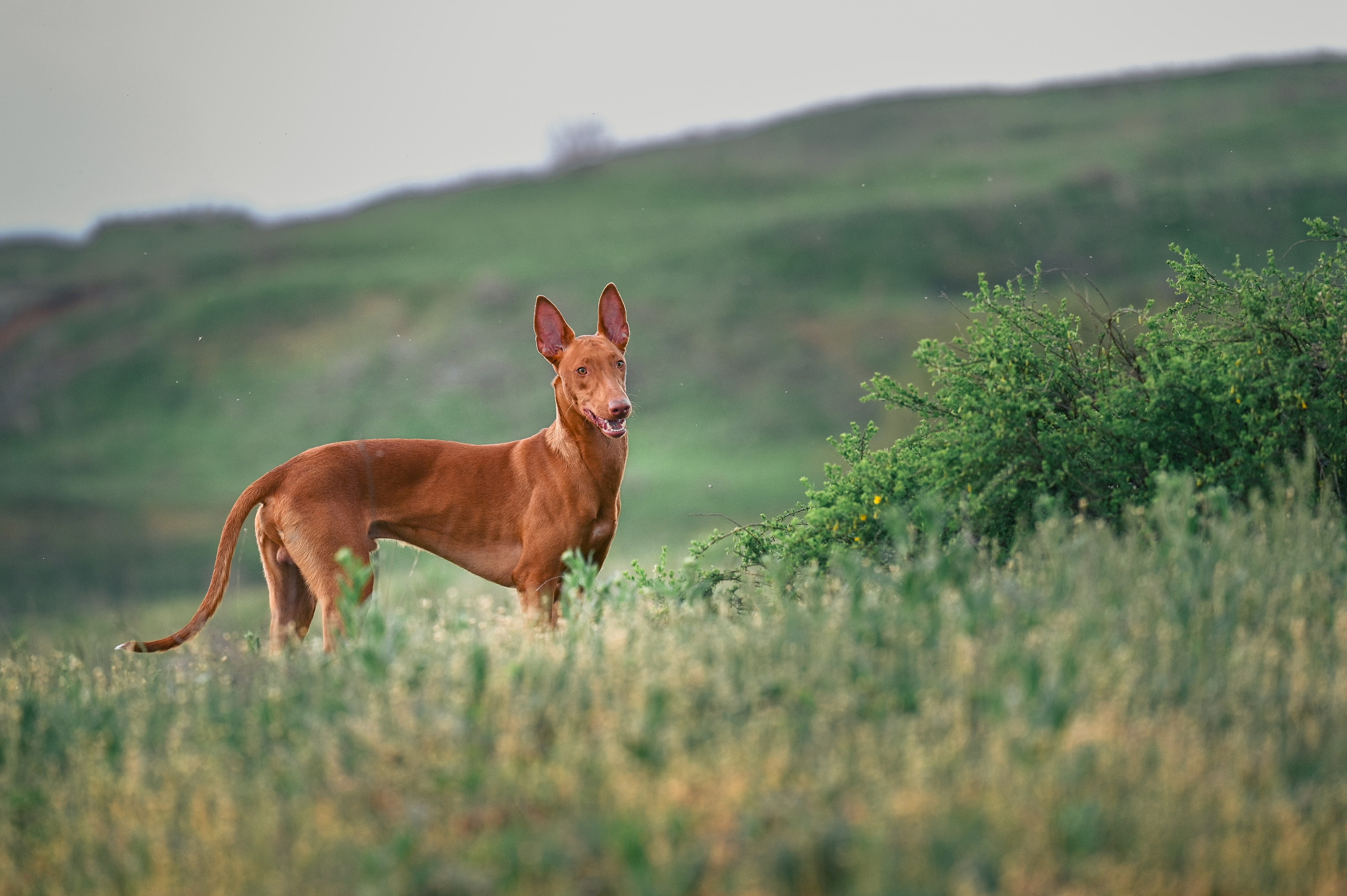 Фараонова собака Ромарио. Фотограф в Ростове —на — Дону