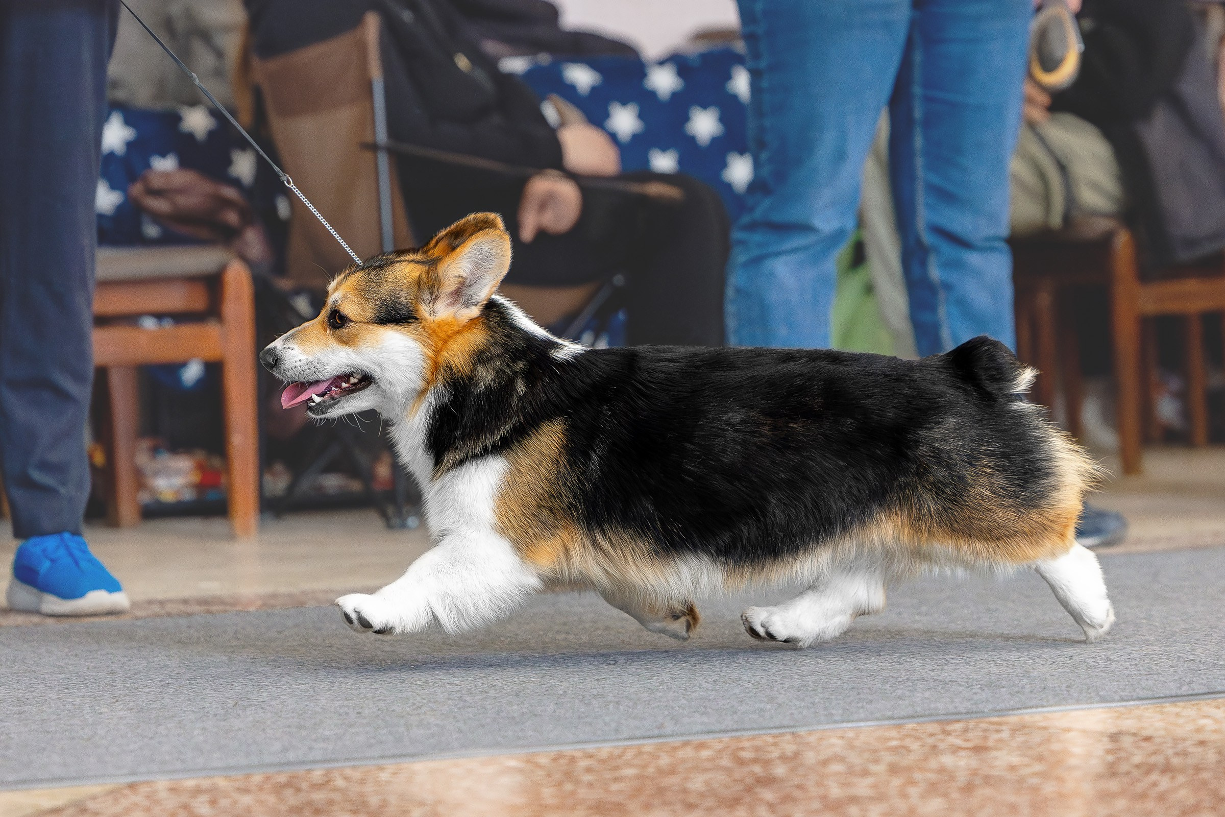 6 апреля 2025, Выставка РКФ, г. Пермь. Htykk_photo