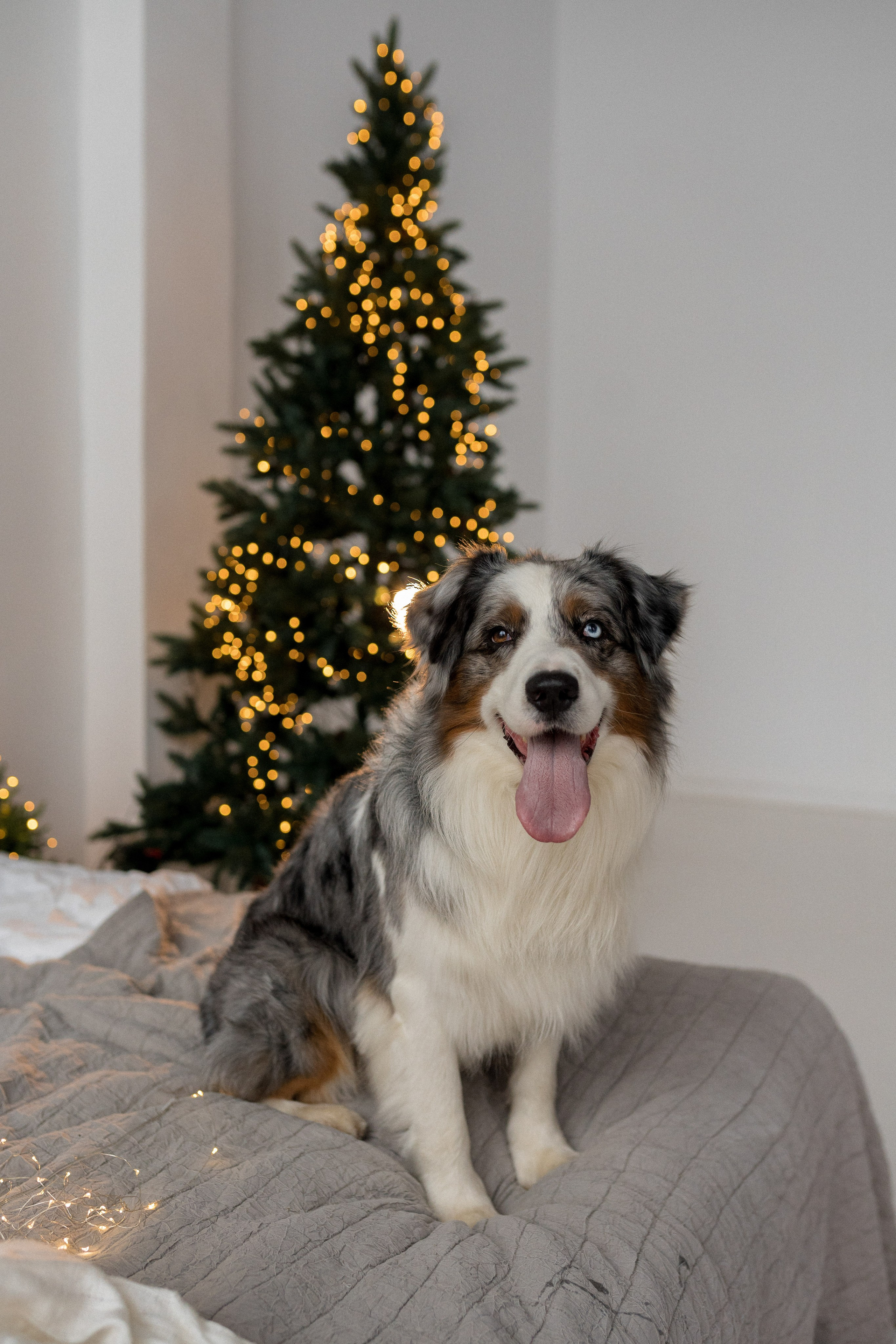 Новогоднее студия. Свадебный фотограф в Москве Анна Полушина