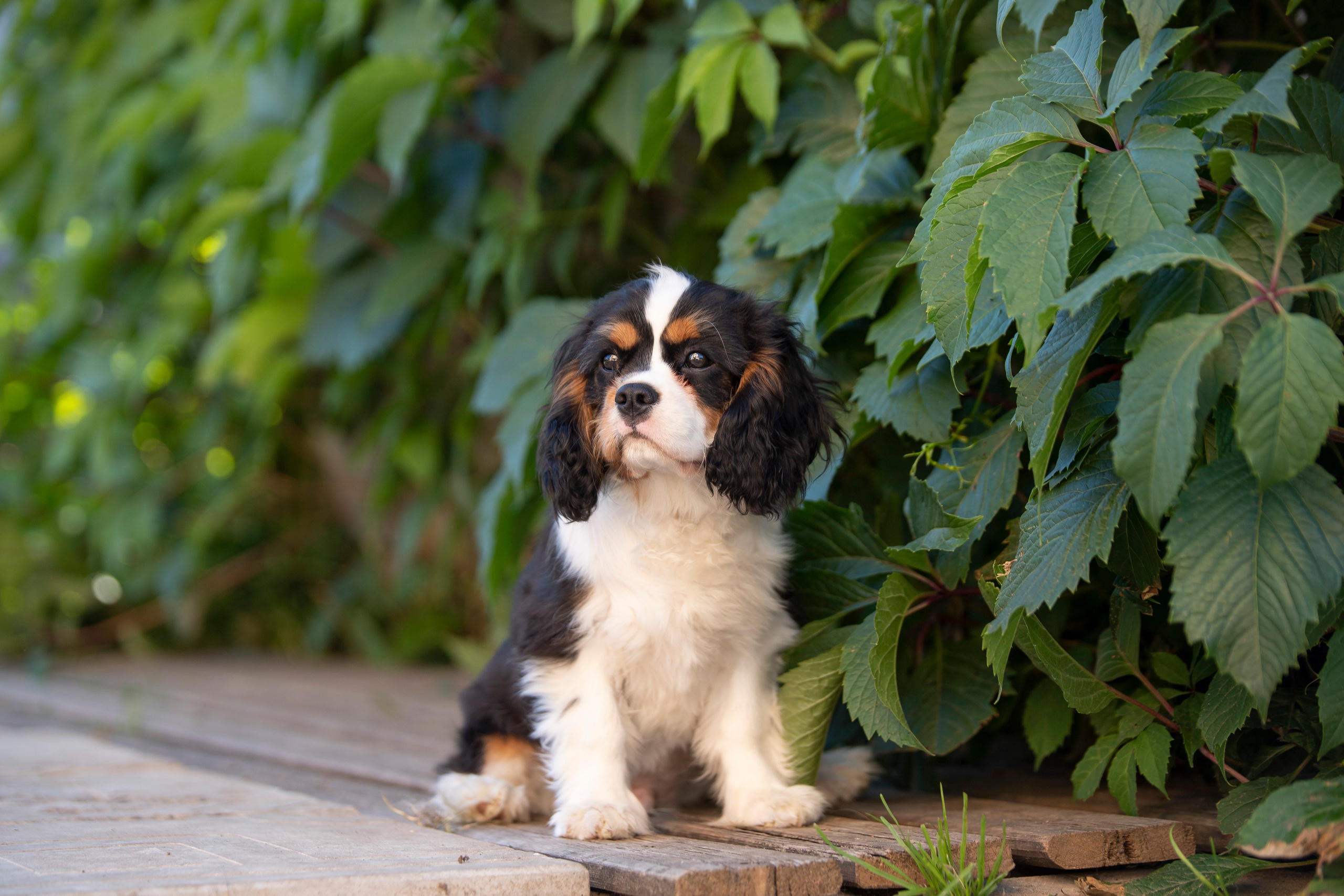 КАВАЛЕР КИНГ ЧАРЛЬЗ СПАНИЕЛЬ. Юлия Микульская. Рыбинск