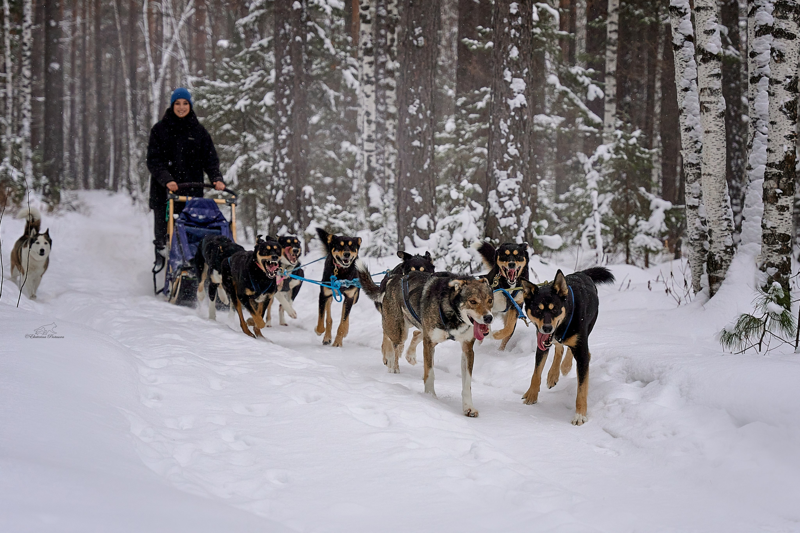 Обо мне. Фотограф-анималист в Иркутске