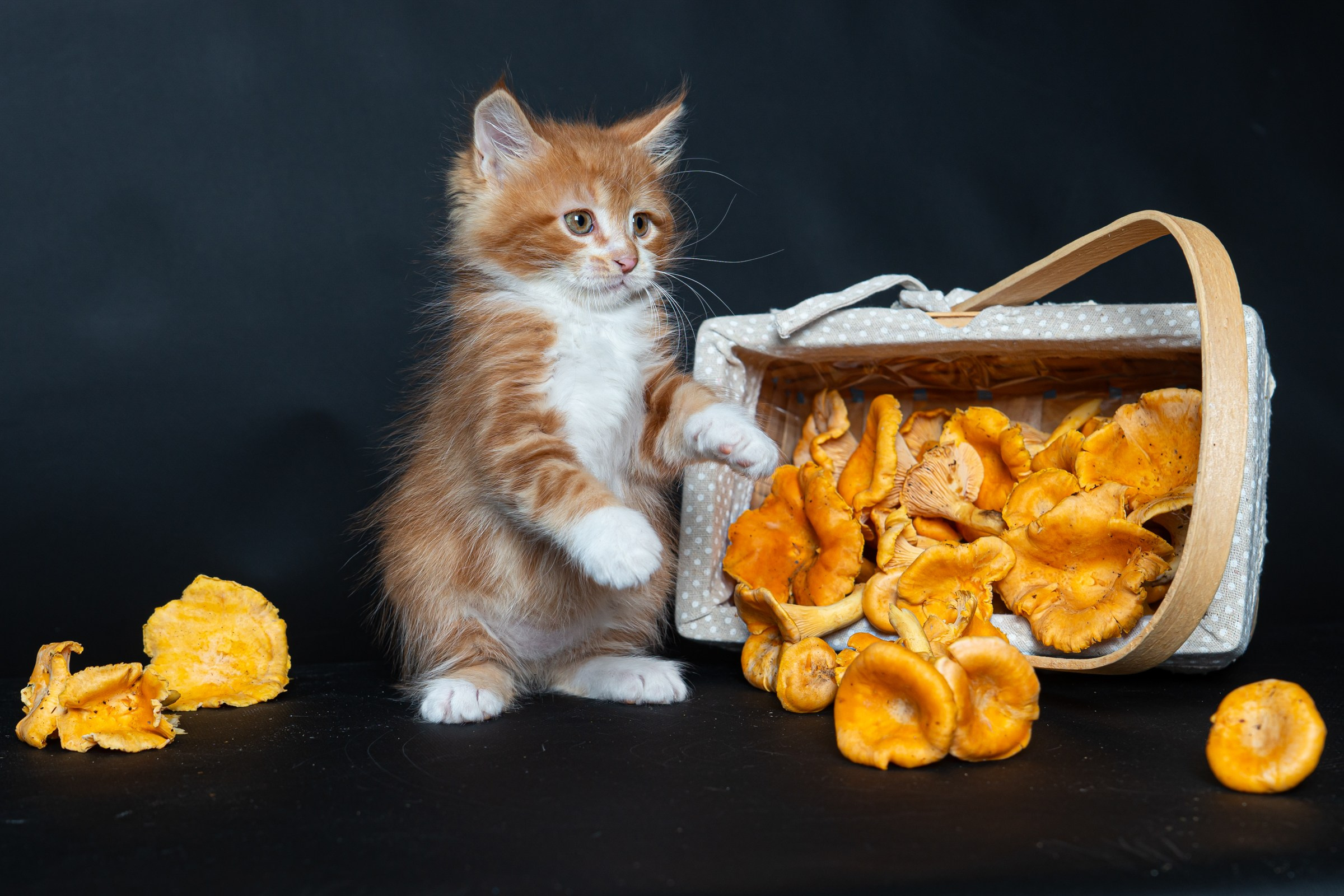 Курильский бобтейл. Фотограф на Камчатке Анна Моргачёва. Семейные и детские съёмки