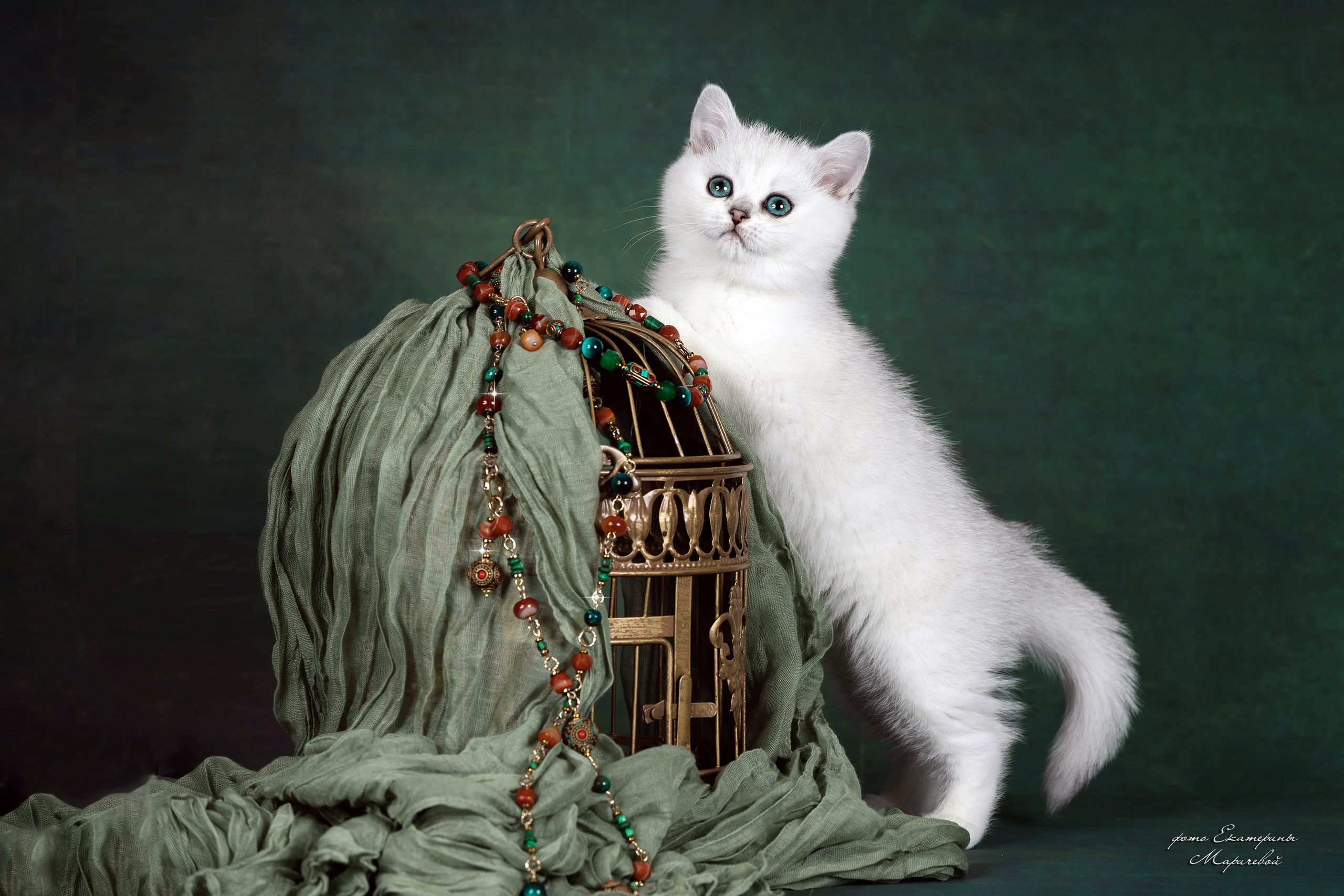 Галерея котят. Фотограф-анималист в Омске Екатерина Маричева