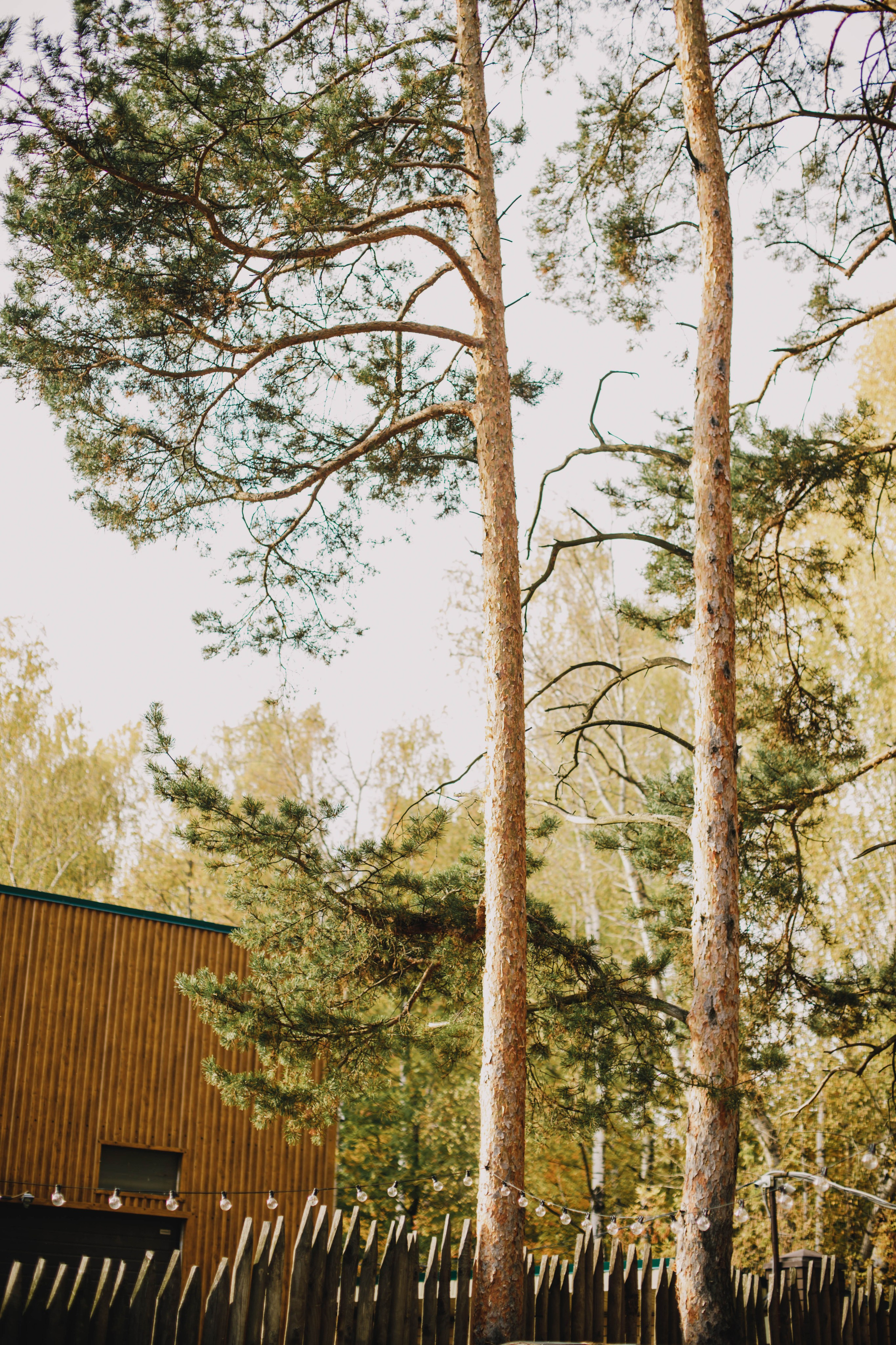 Юбилей в соснах. Фотограф в Нижнем Новгороде