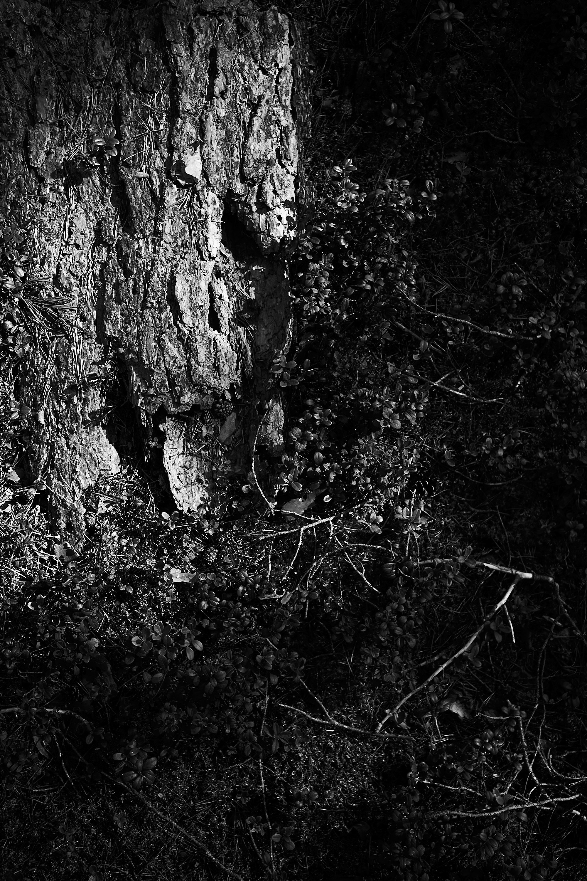 Формы Дерева 22г -…. Фотограф и оператор мероприятий, концертов и портретов в городе Москва