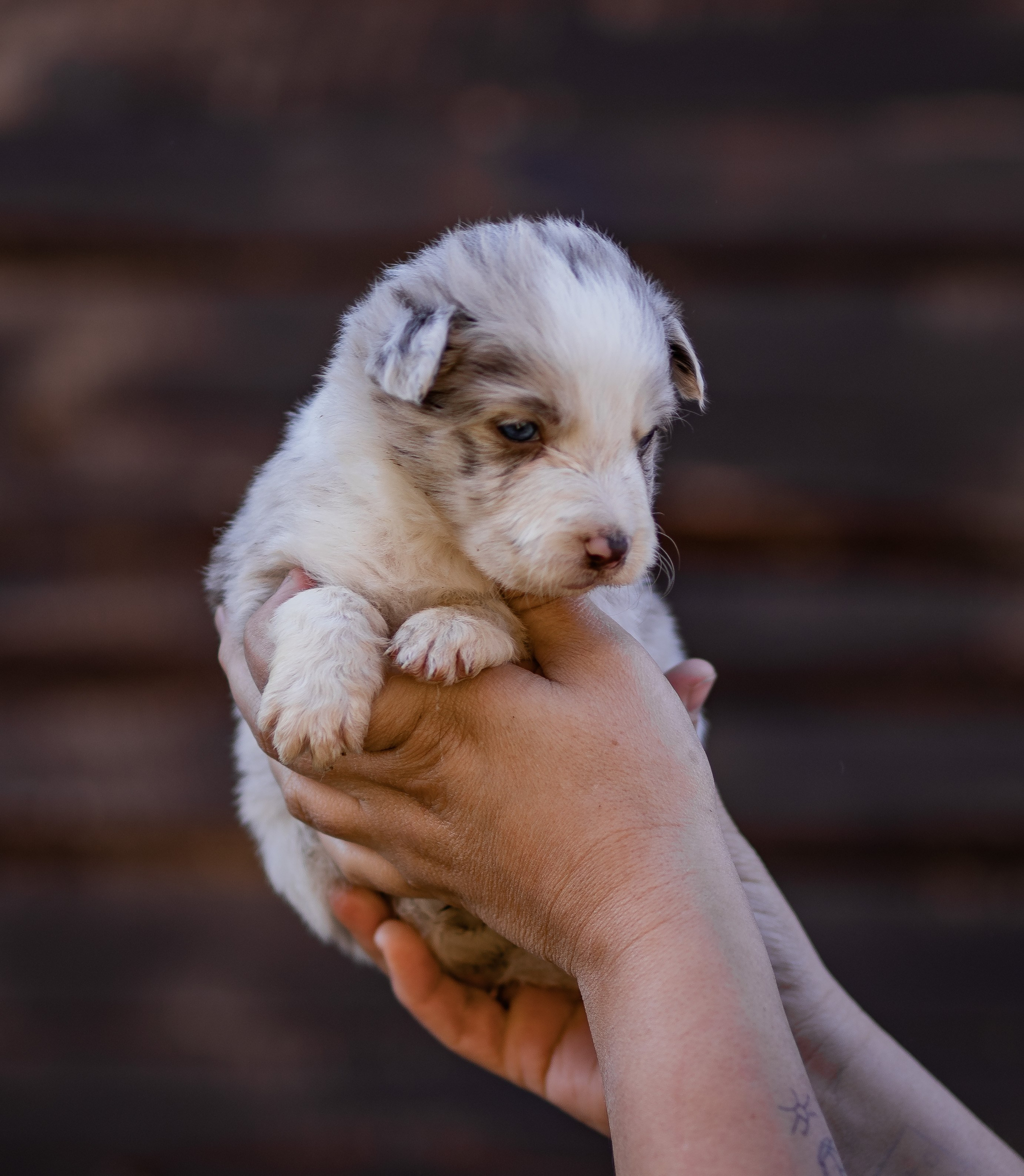 Фритсвит. Семейный фотограф Ефремова Виктория