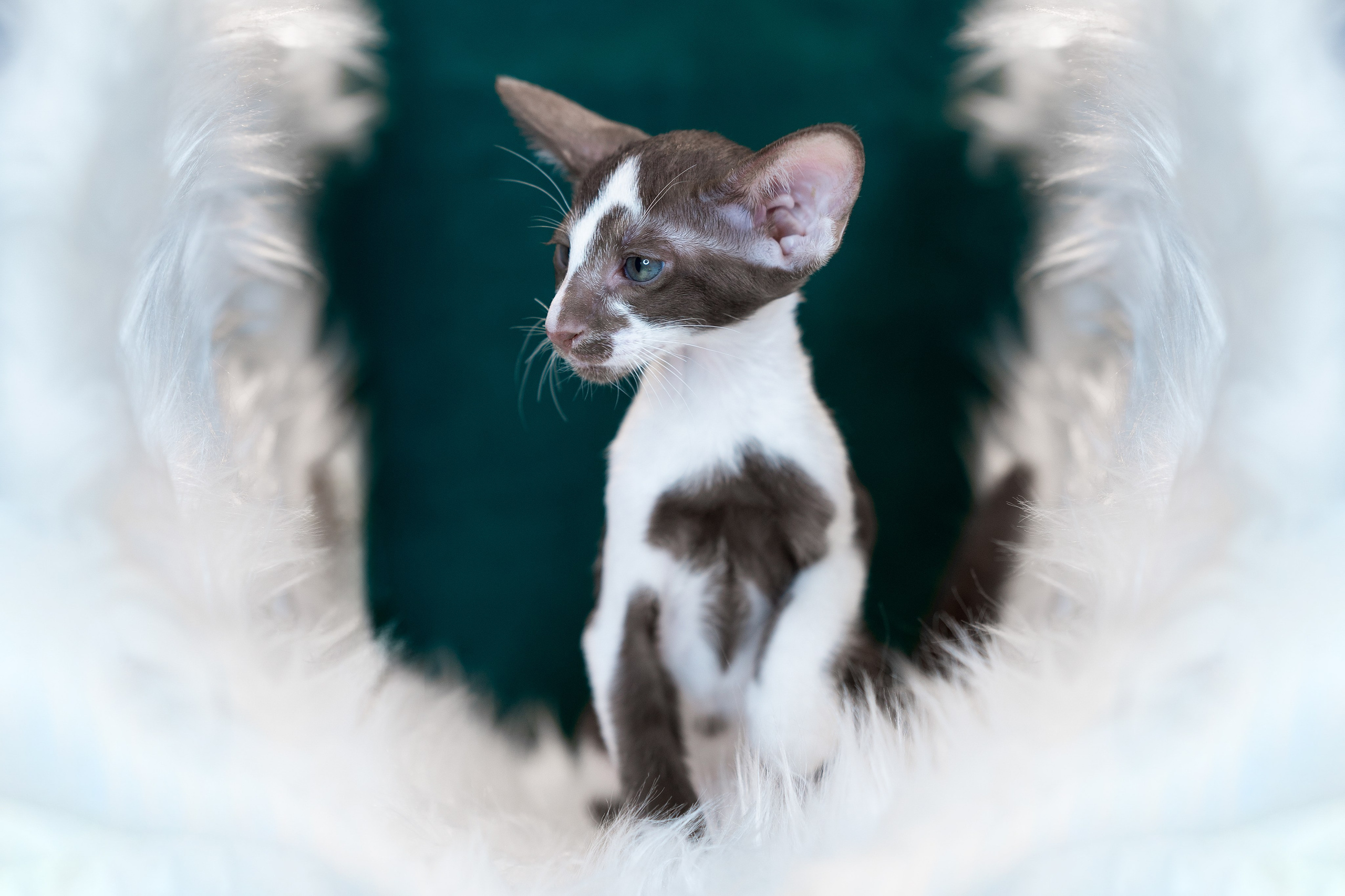 Заводчик Юлия Панова. Творческий фотограф Вологда