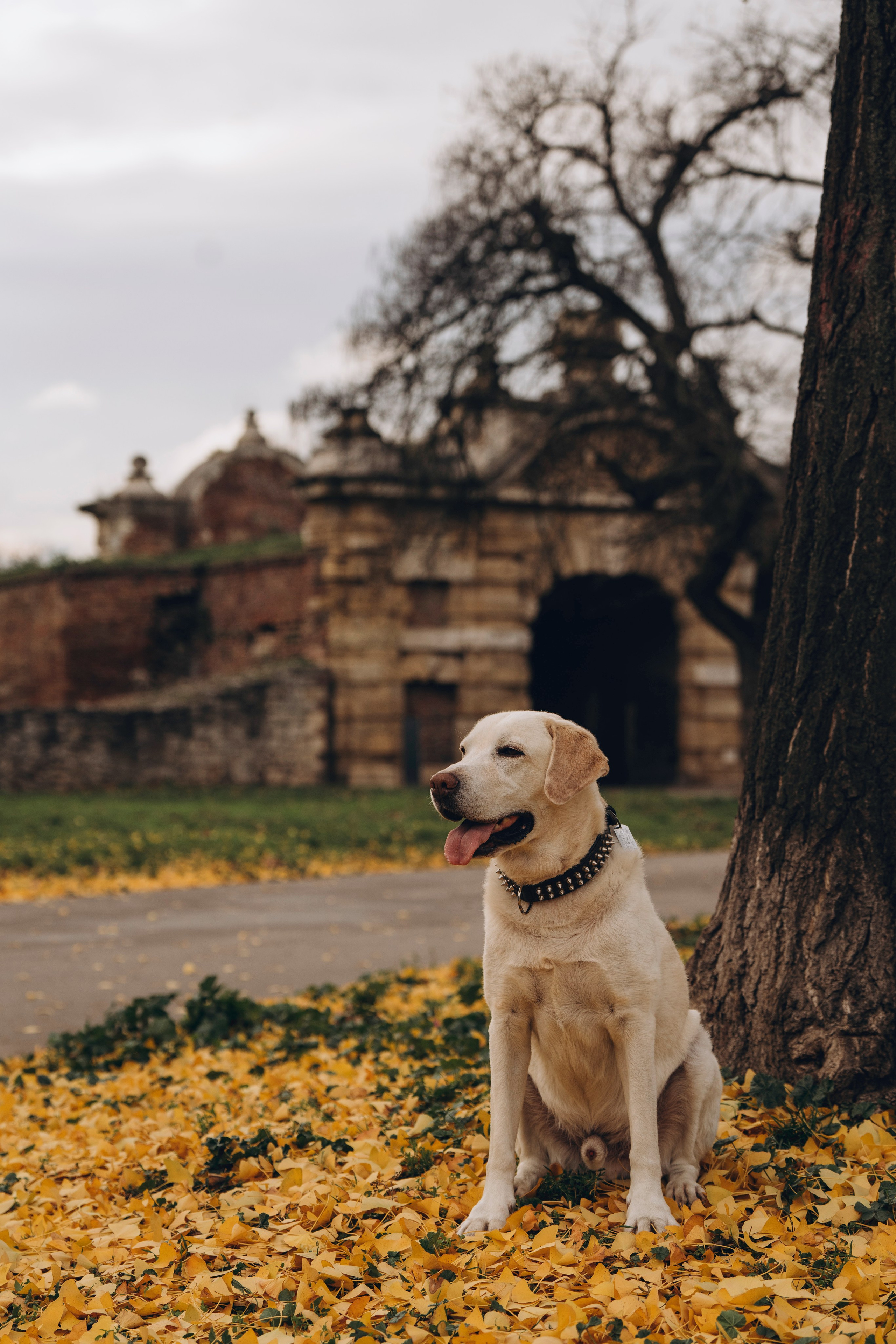 Вати, Лена и Леван. Фотограф анималист в Спб недорого Олеся Майорова