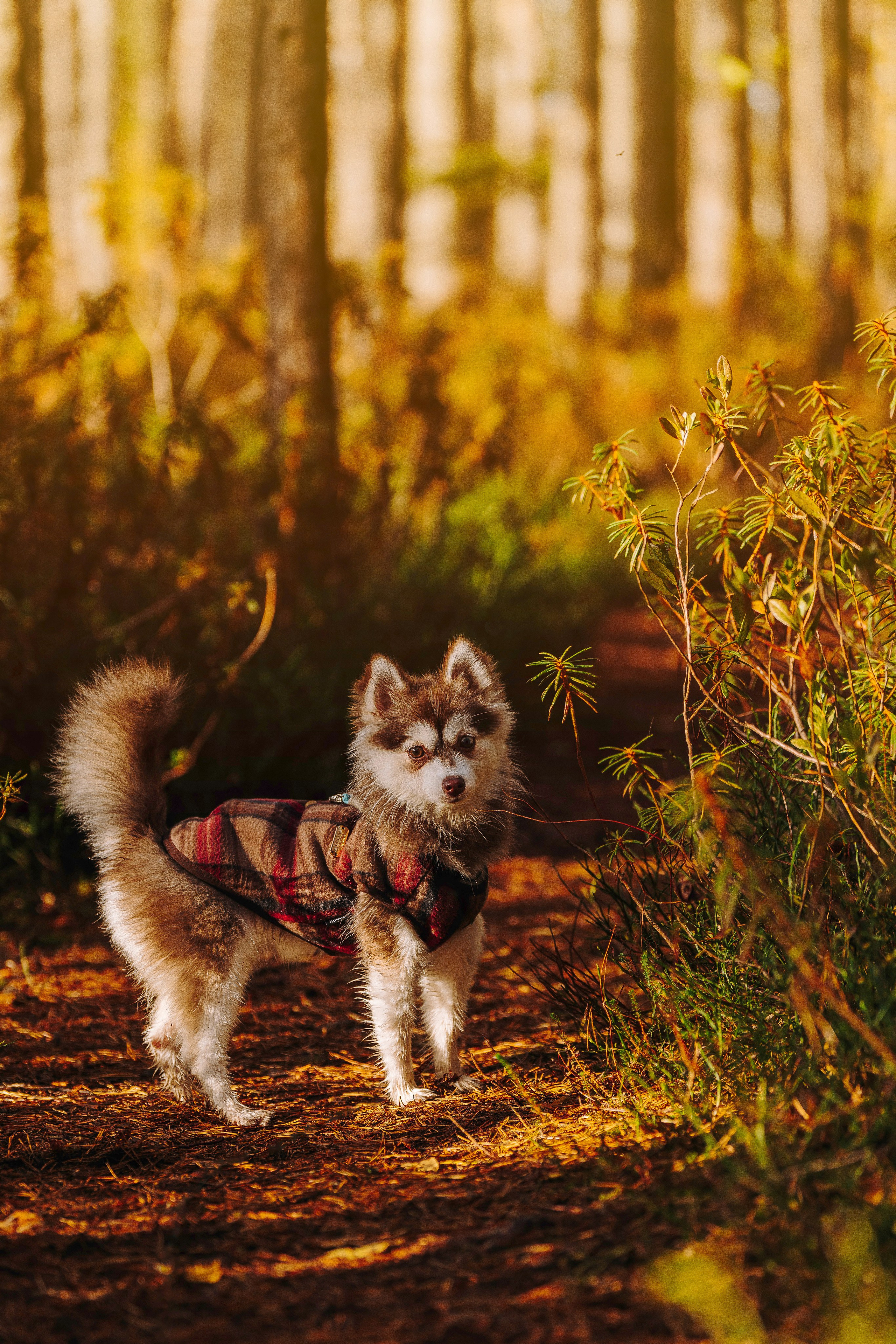 Катерина и Дрэка. Фотограф анималист в Спб недорого Олеся Майорова