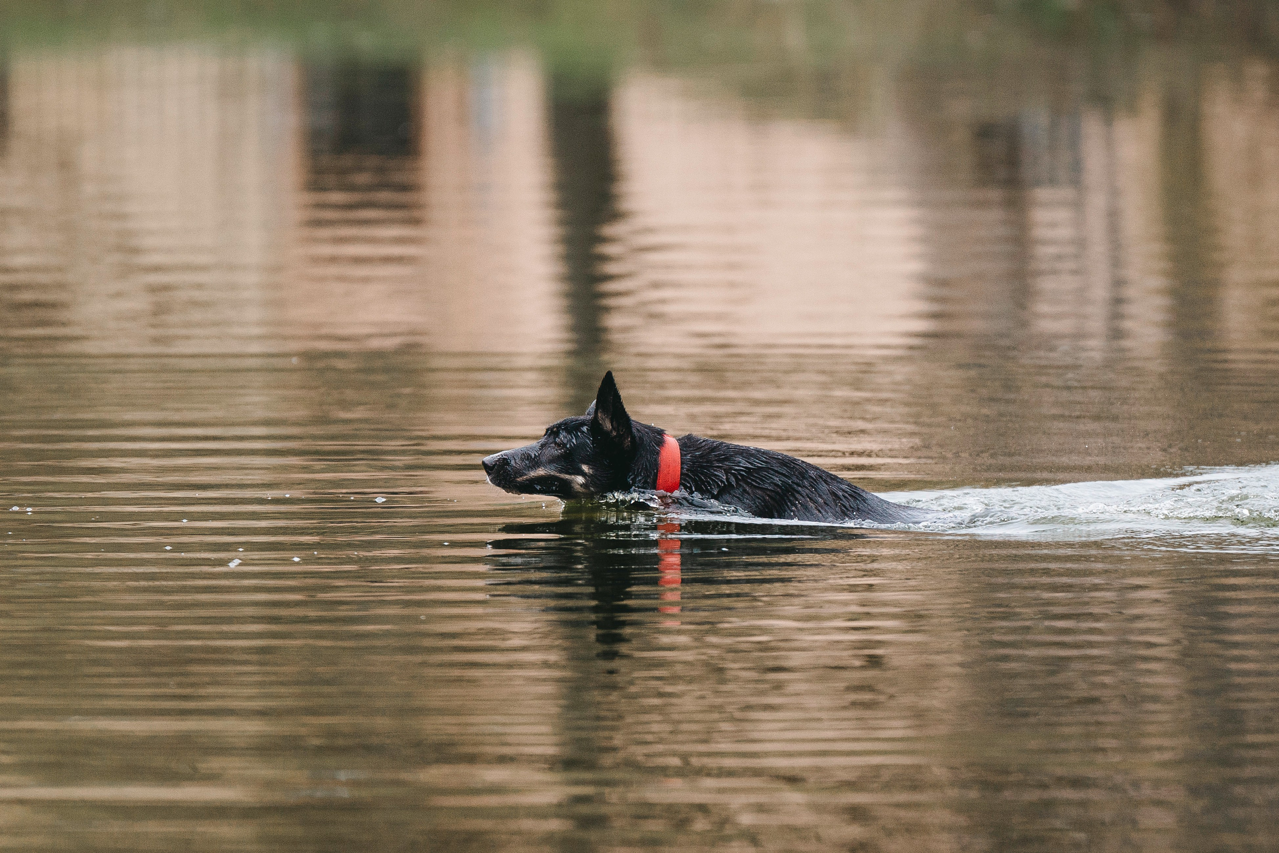 Эля и Шиза. Фотограф анималист в Спб недорого Олеся Майорова