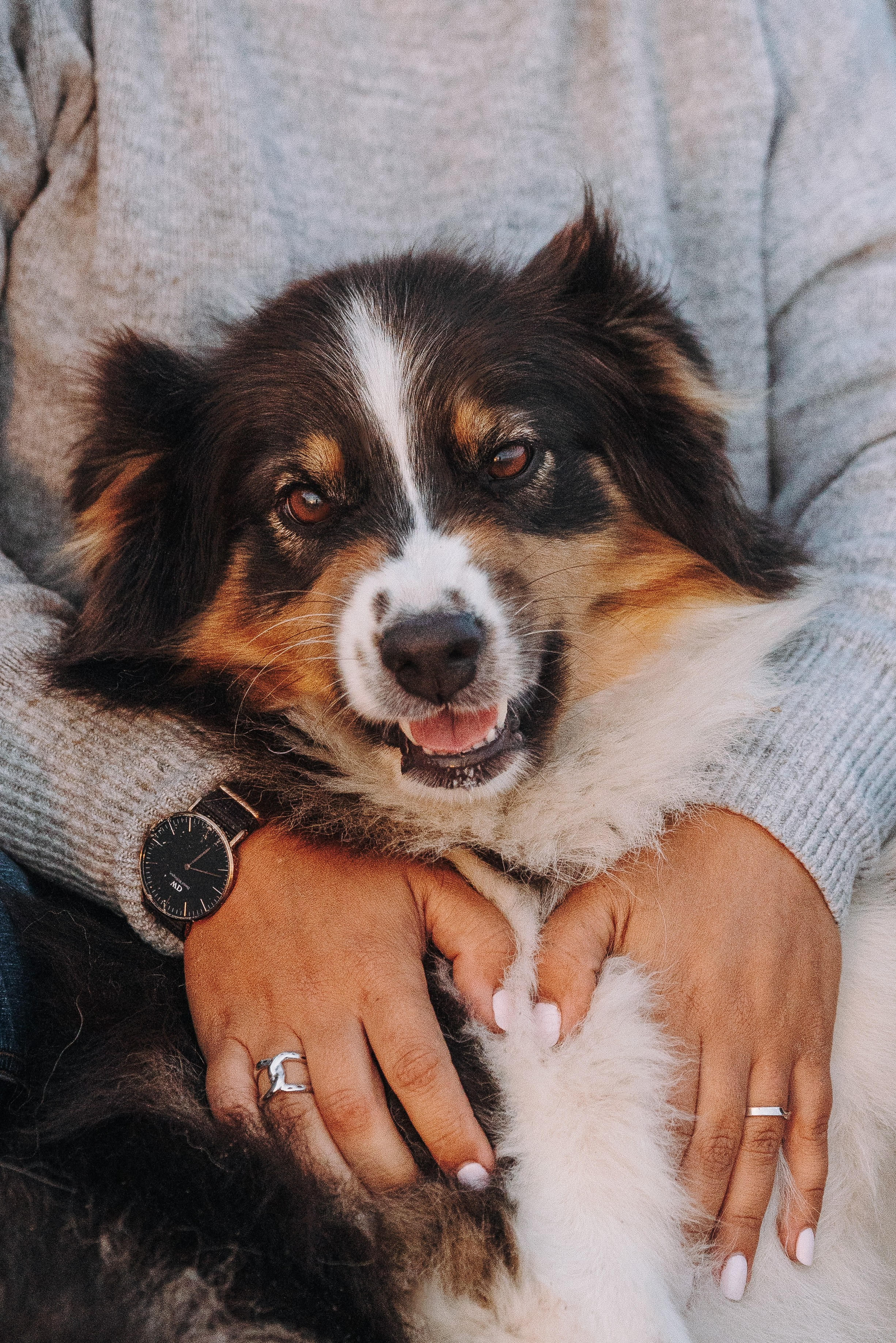 Фотограф анималист в Спб. Фотограф анималист в Спб недорого Олеся Майорова