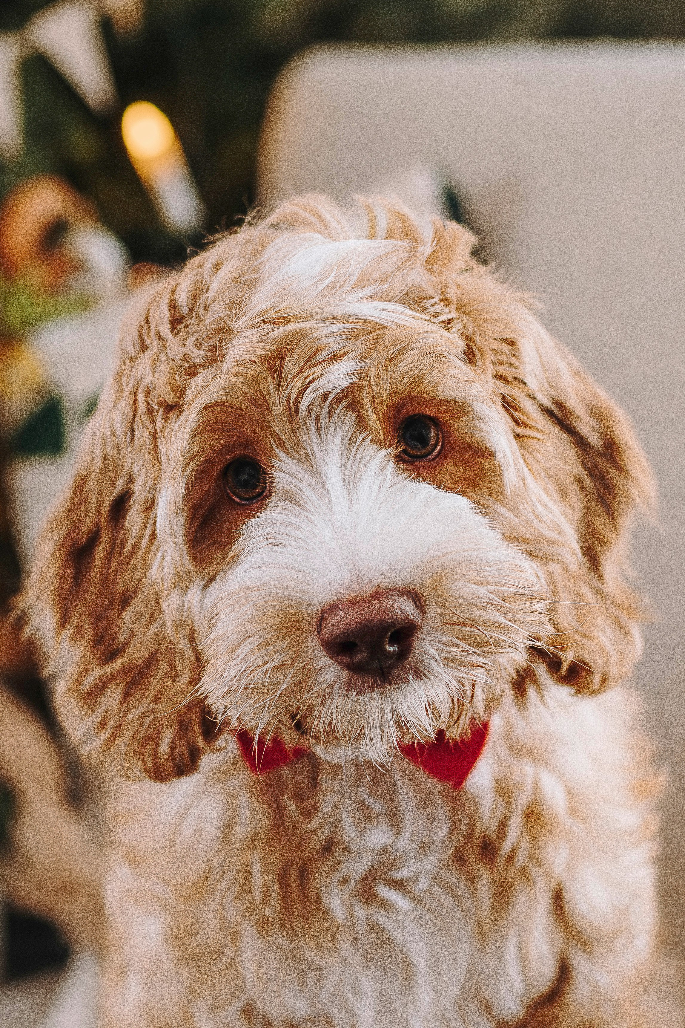 Мёрфи, Таня и Антон. Фотограф анималист в Спб недорого Олеся Майорова