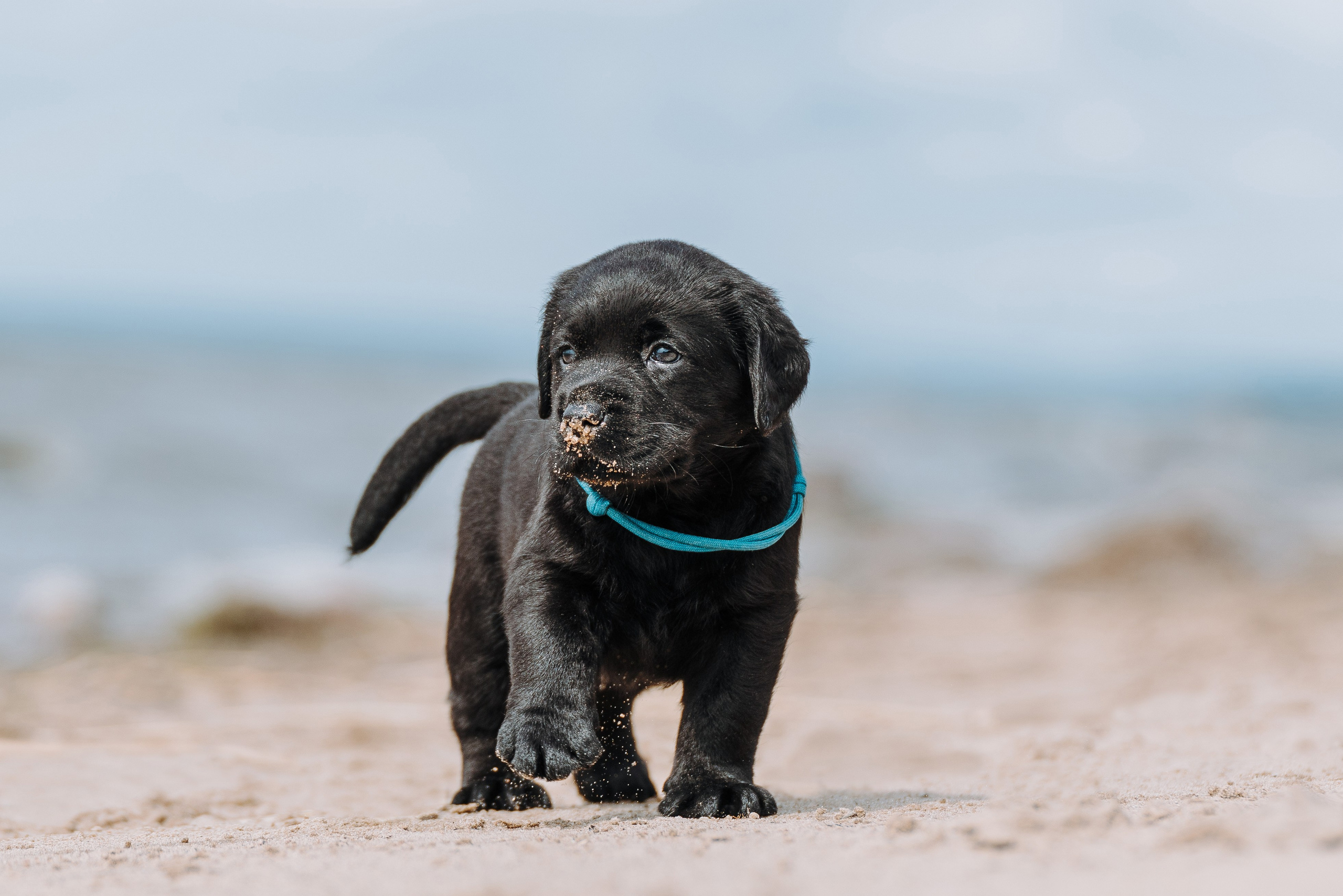 Лабрадорчики на пляже. Фотограф анималист в Спб недорого Олеся Майорова