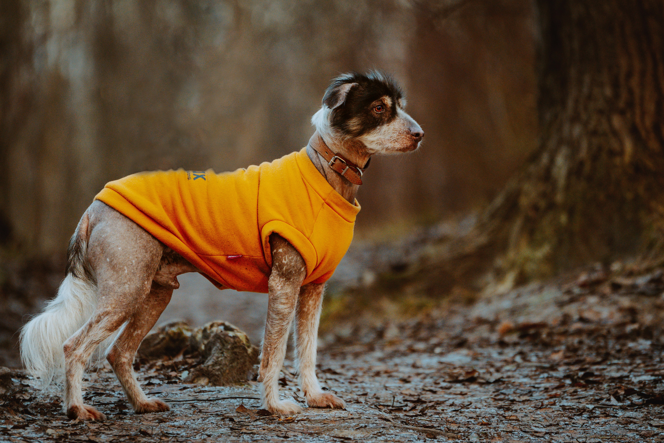 Творческая фотосессия фотографа анималиста. Фотограф анималист в Спб недорого Олеся Майорова