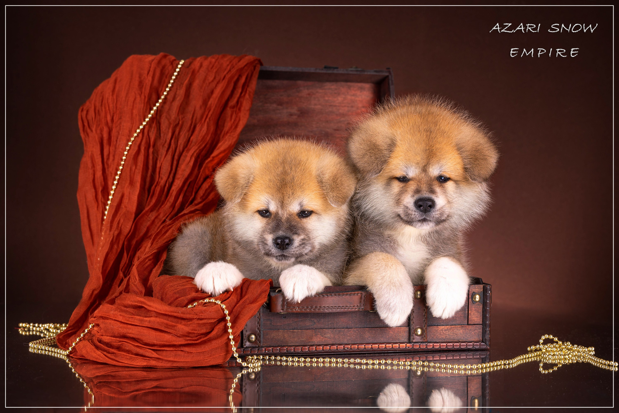 Галерея щенков. Фотограф-анималист в Омске Екатерина Маричева