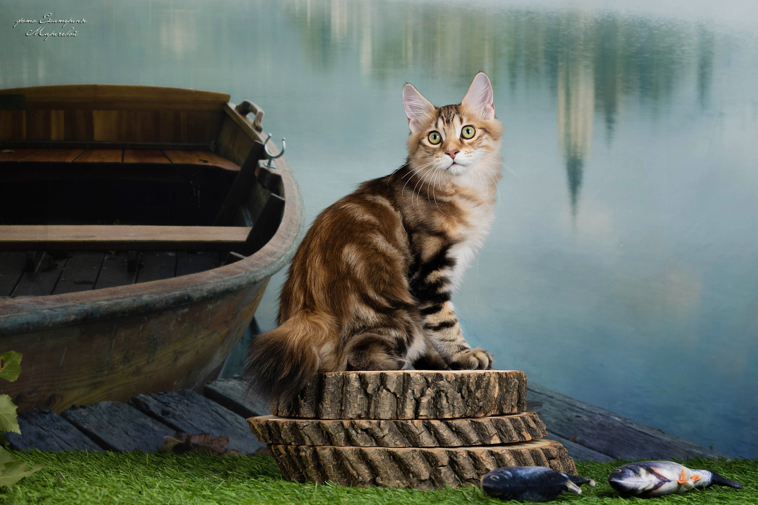 Галерея котят. Фотограф-анималист в Омске Екатерина Маричева